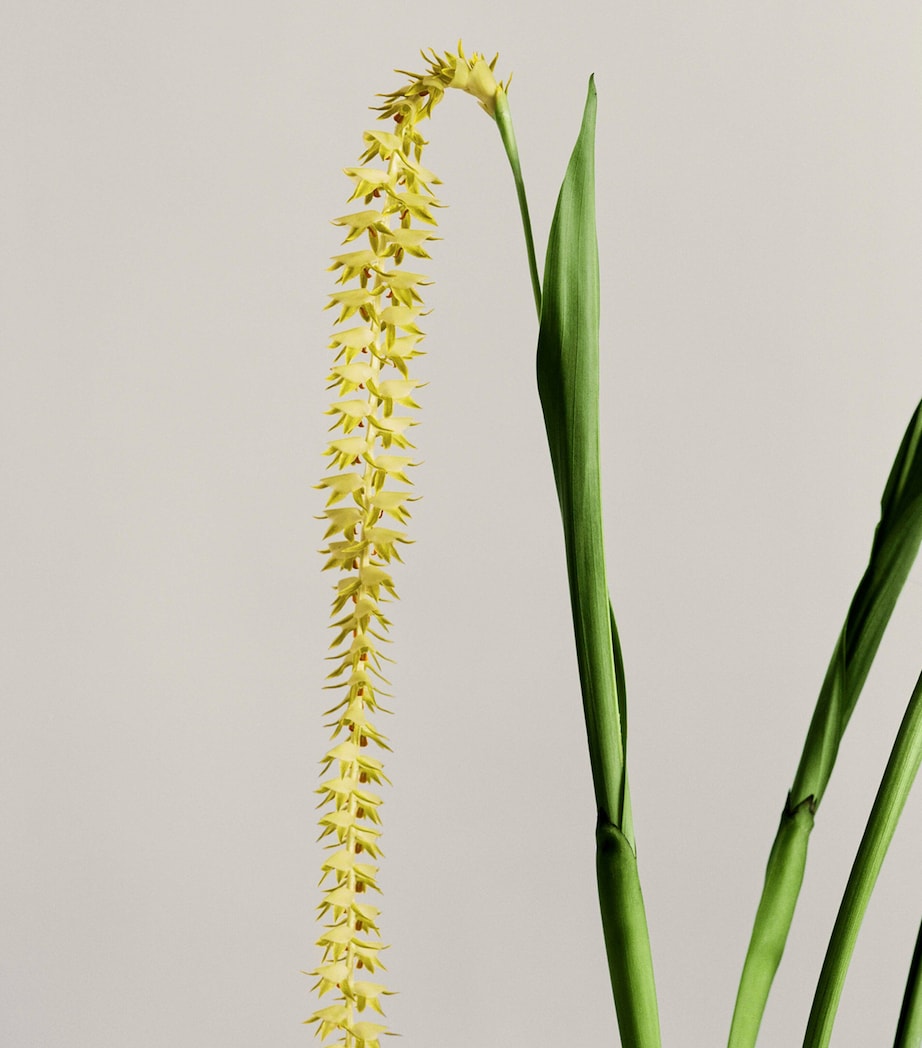 Small Dendrochilum Orchid Scented Candle NO COLOUR Image 3