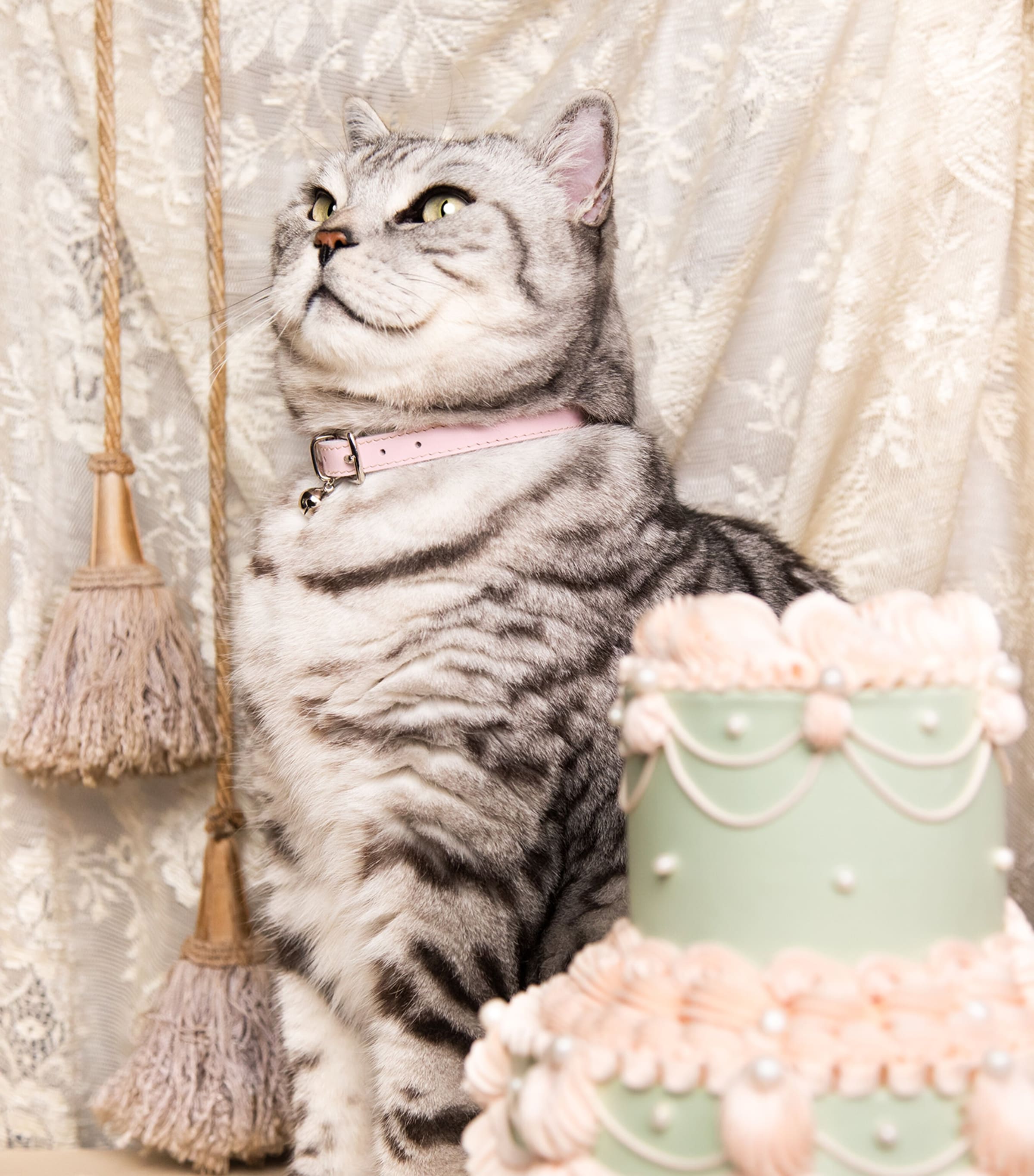 Medium Rococo Cat Collar With Bow PINK Image 4