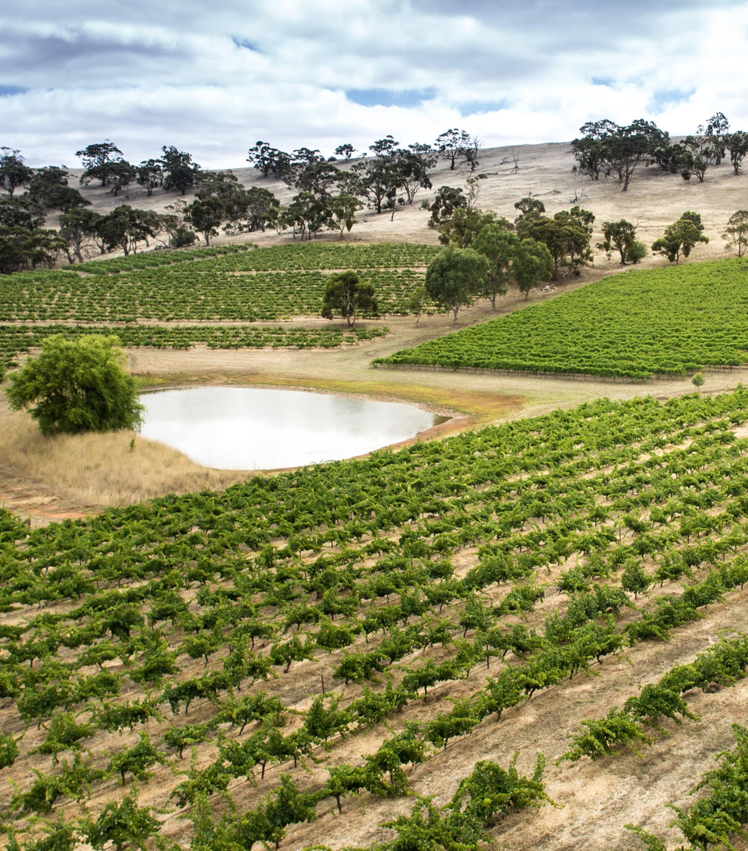Petaluma Petaluma Yellow Label Hanlin Hill Riesling 2021 (75cl)  - Adelaide Hills, Australia Image 2