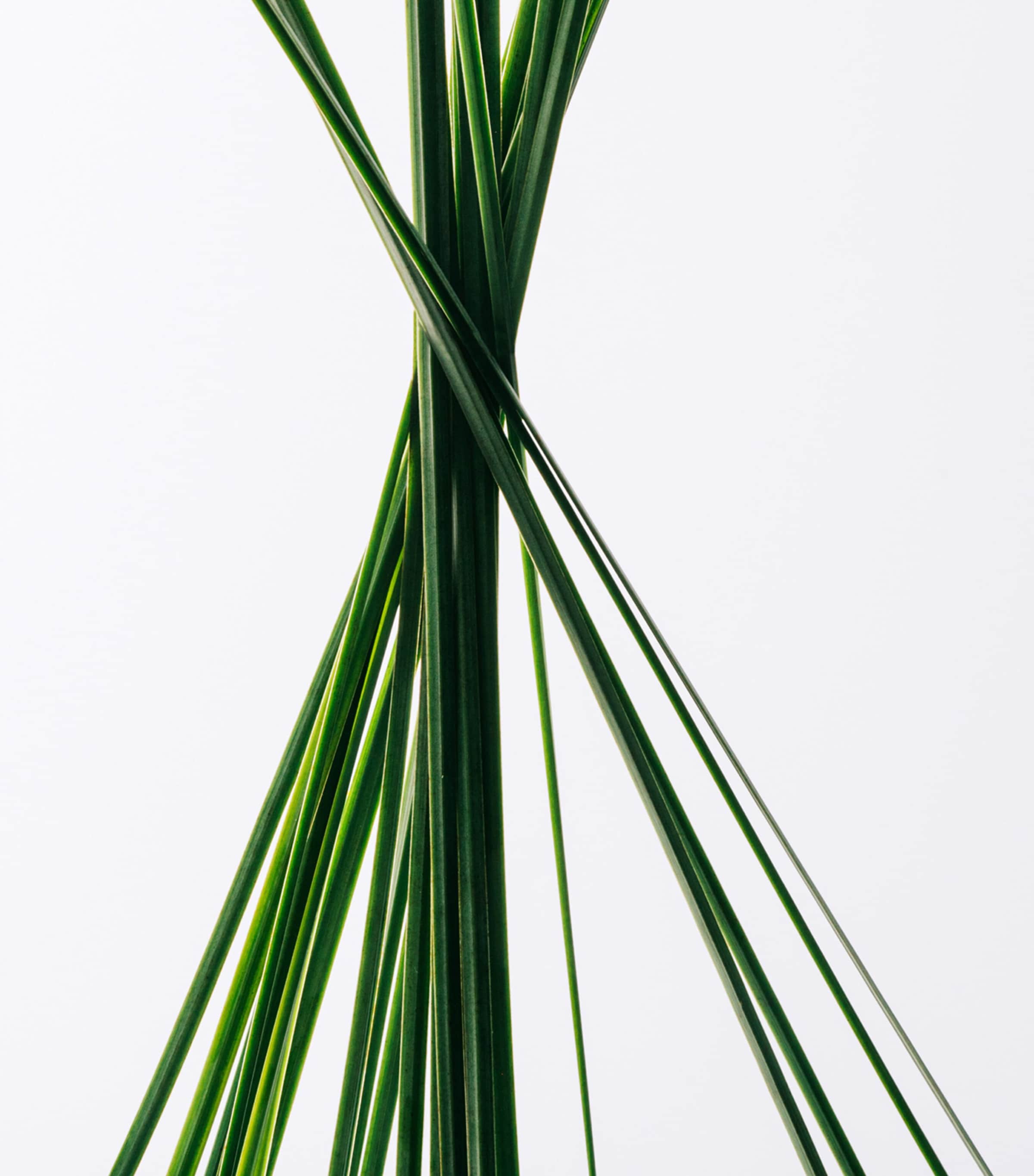 Esencia Eau de Toilette (100ml) NO COLOUR Image 3