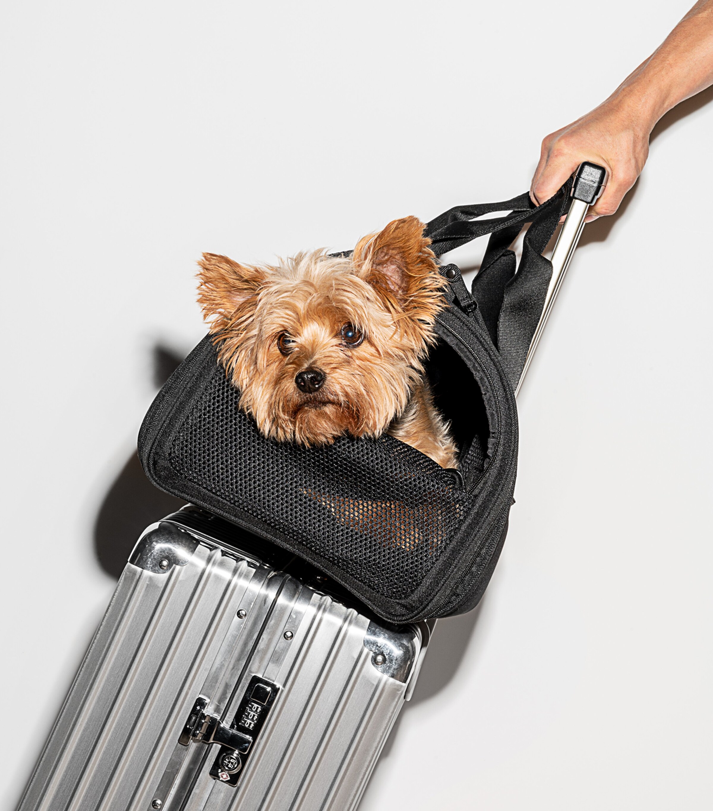 Wild One Airline Compliant Pet Carrier Harrods UK