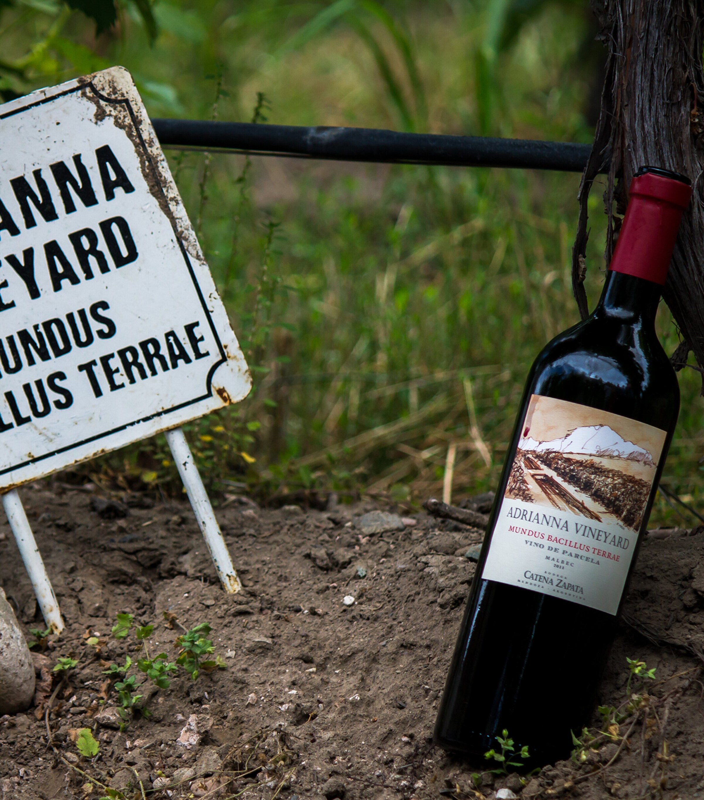 Mundus Bacillus Terra Malbec (2021) - Mendoza, Argentina NO COLOUR Image 2