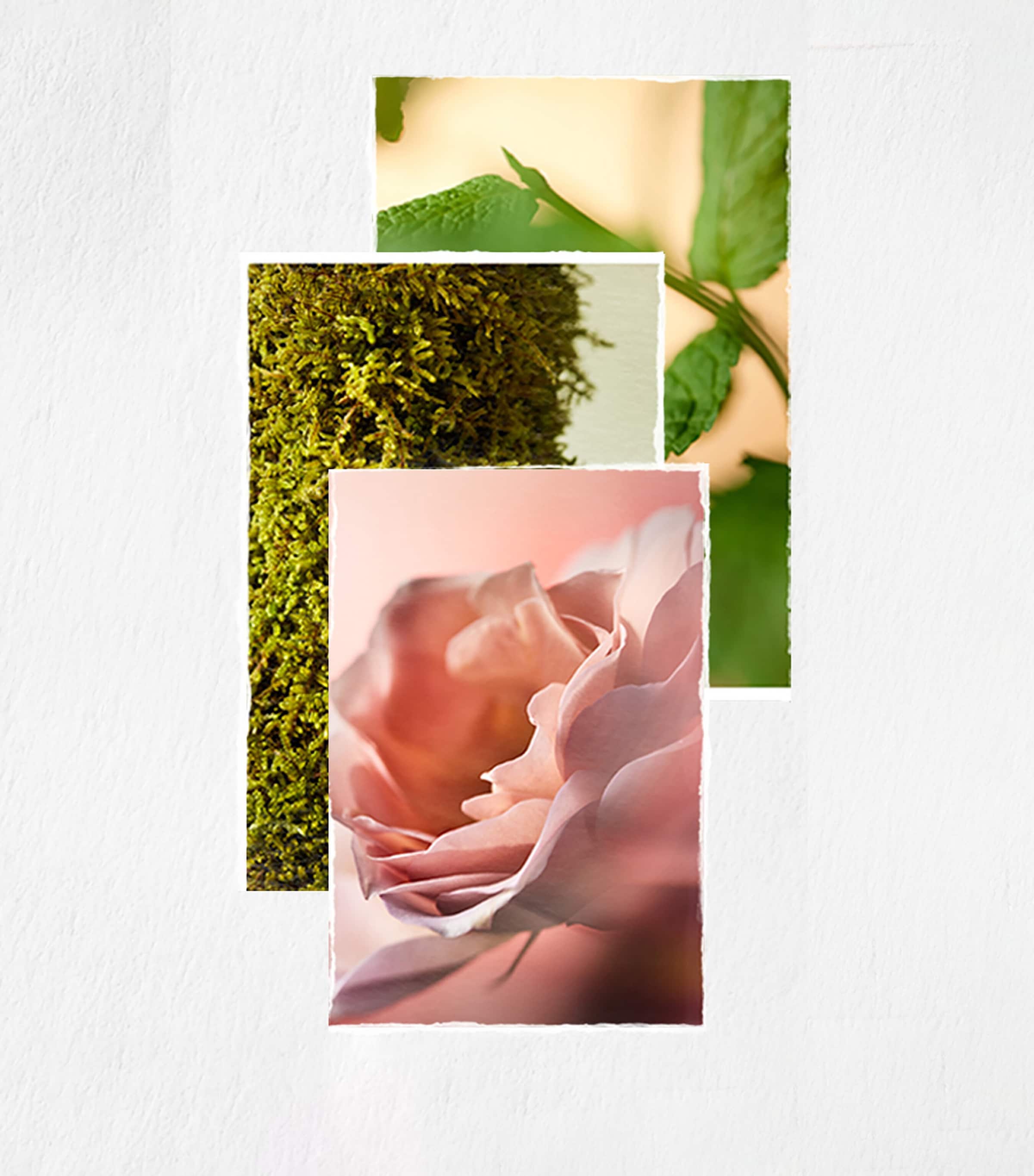 Hydrate Sheer Conditioner Hair Conditioner (266ml) NO COLOUR Image 6