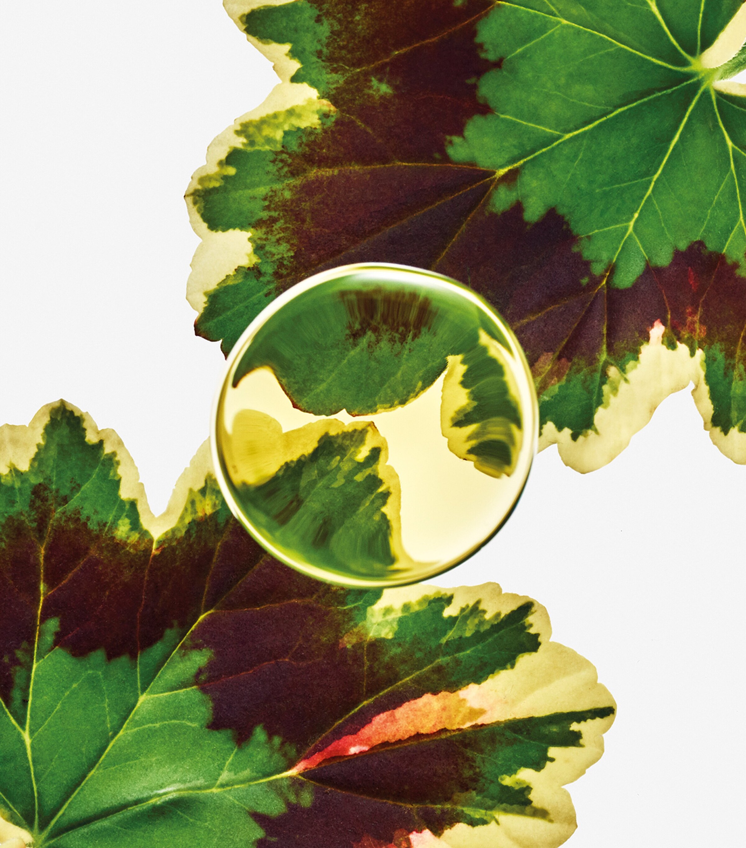 Esencia Elixir Eau de Parfum (50ml) NO COLOUR Image 3