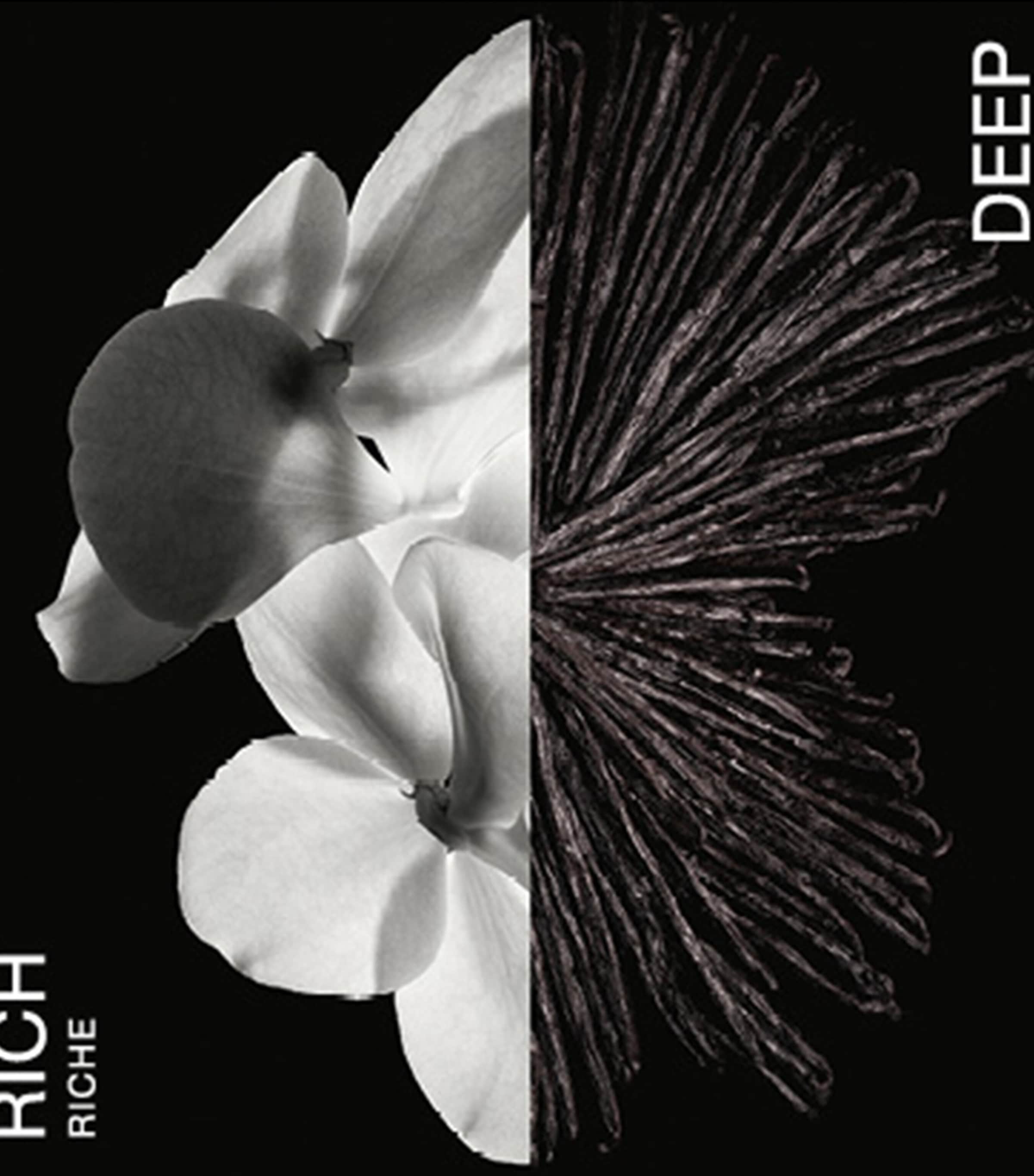 Gentleman Eau de Parfum (60ml) N/A Image 2