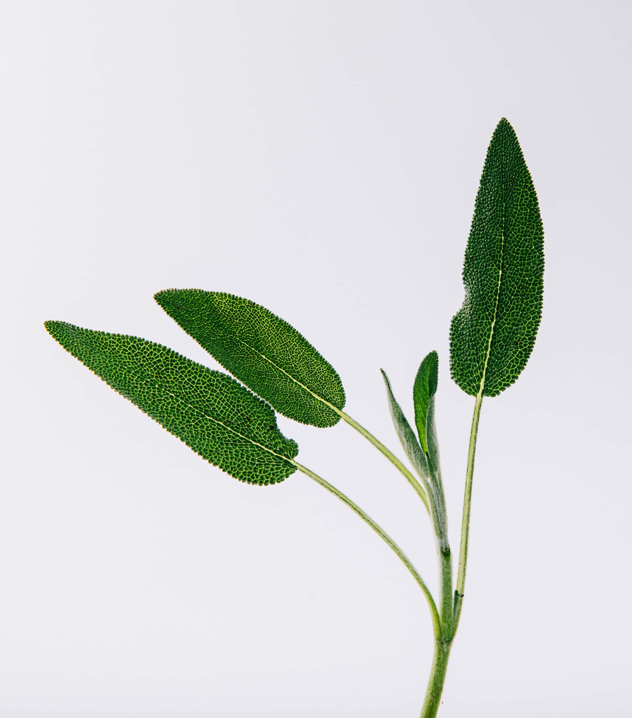 Solo Vulcan Eau de Parfum (50ml) NO COLOUR Image 3