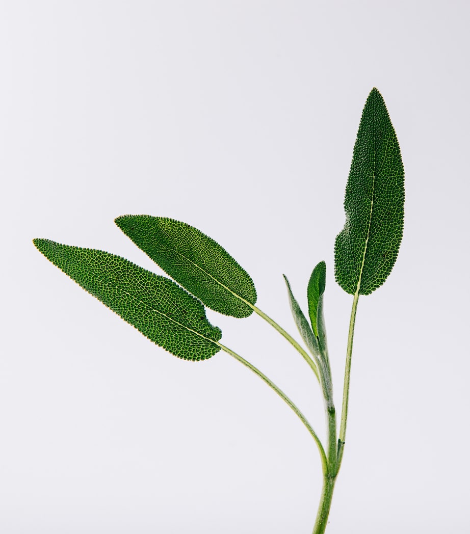 Solo Vulcan Eau de Parfum (50ml) NO COLOUR Image 3