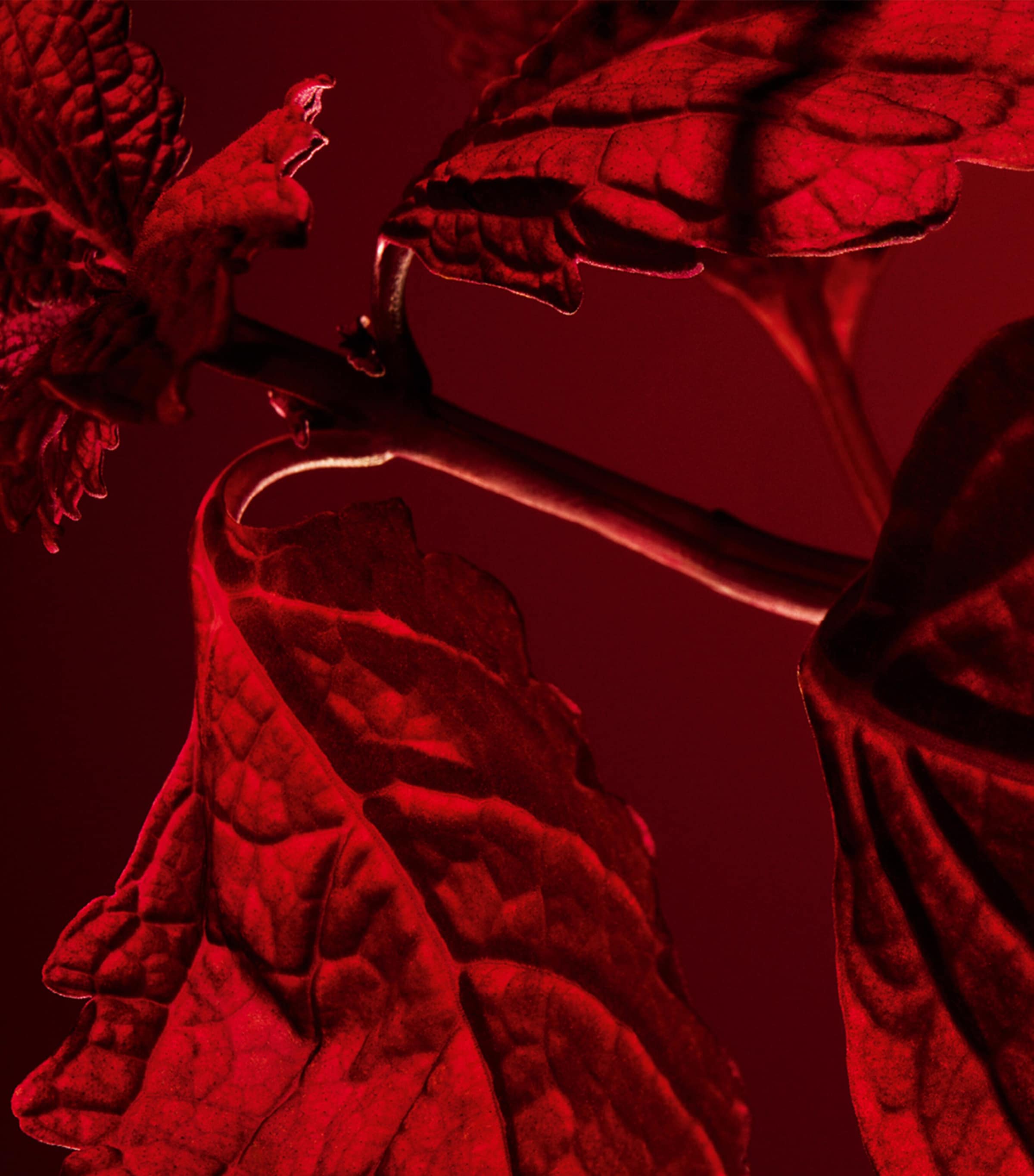 L'Art et La Matiere Patchouli Paris Eau de Parfum (100ml) NO COLOUR Image 3