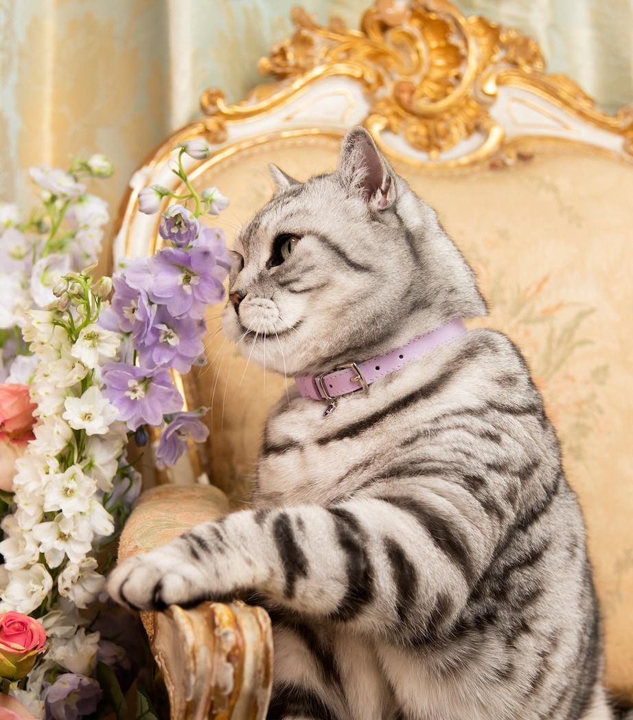 Cheshire & Wain Medium Rococo Cat Collar With Bow Purple Image 3