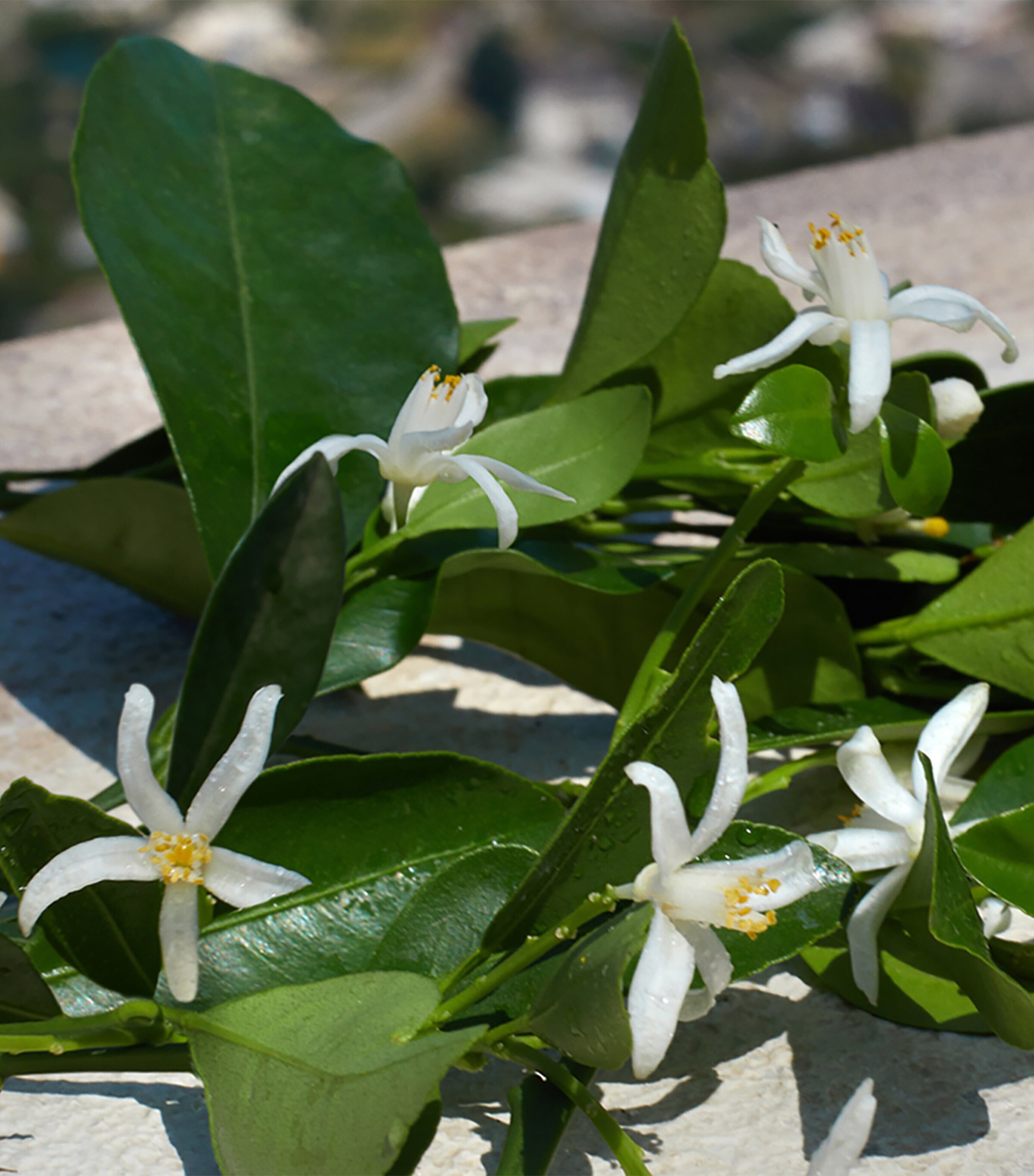 Devotion Eau de Parfum (50ml) NO COLOUR Image 7