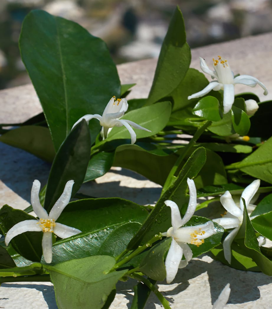 Devotion Eau de Parfum (50ml) NO COLOUR Image 7