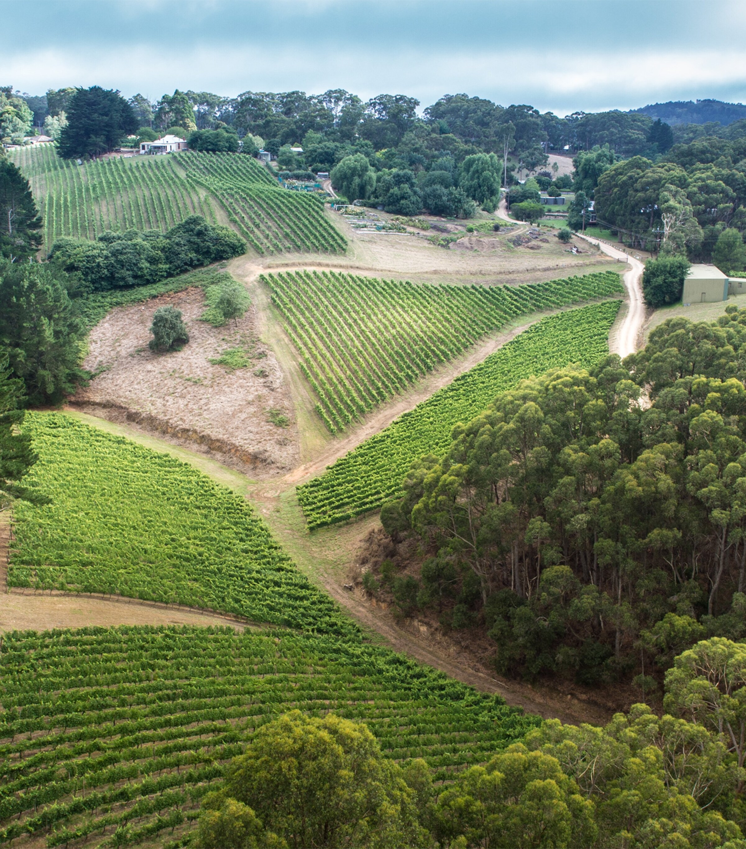 Petaluma Petaluma Yellow Label Piccadily Valley Chardonnay 2022 (75cl) - Adelaide Hills, Australia Image 2