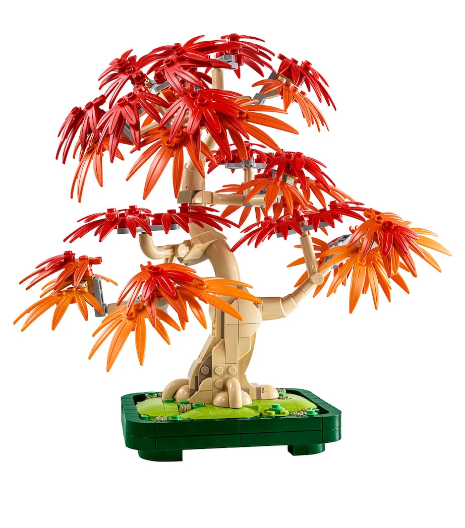 Botanicals Japanese Red Maple Bonsai Tree 10348 MULTI Image 1