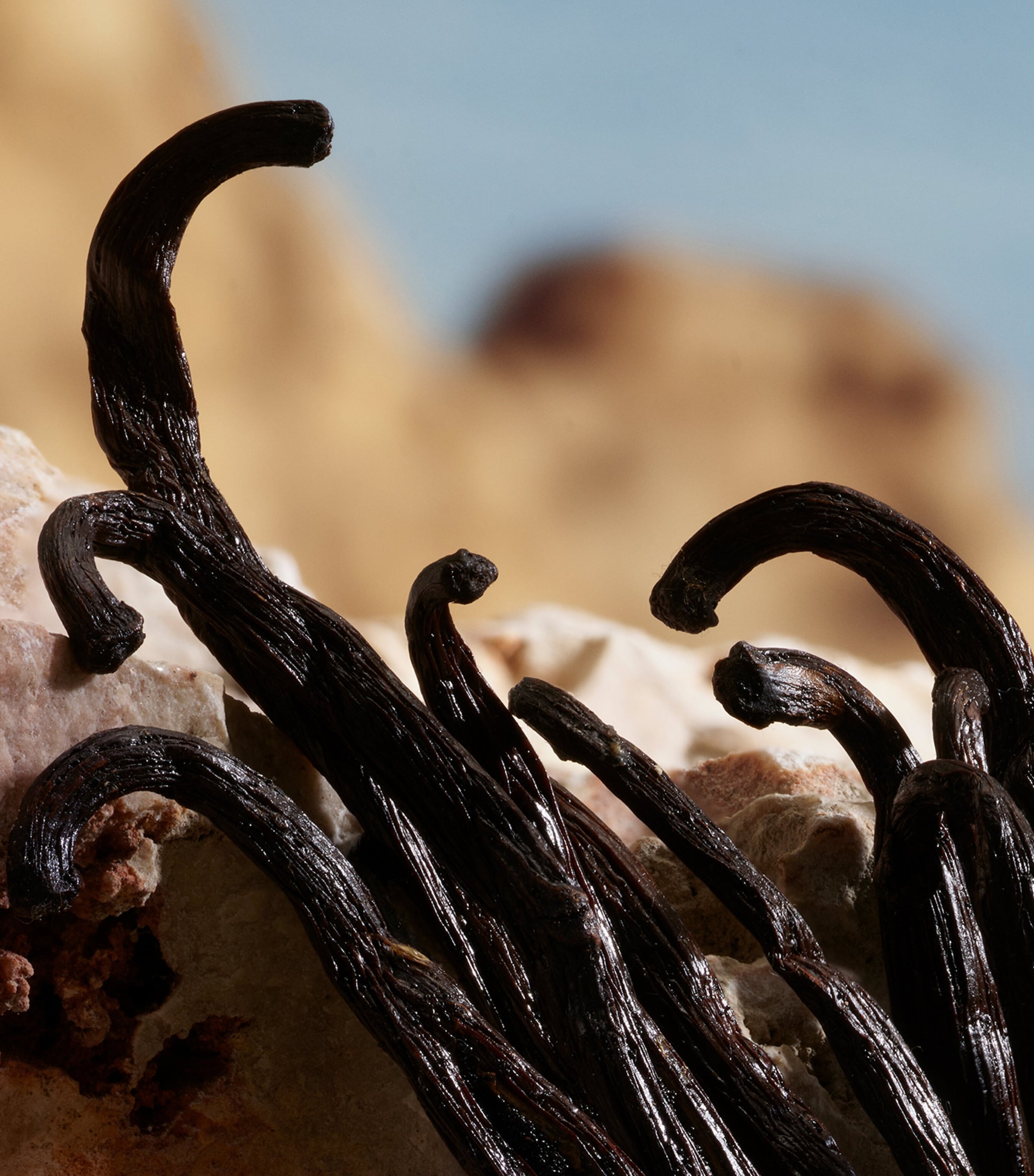 Q by Dolce & Gabbana Pure Perfume (30ml) NO COLOUR Image 5