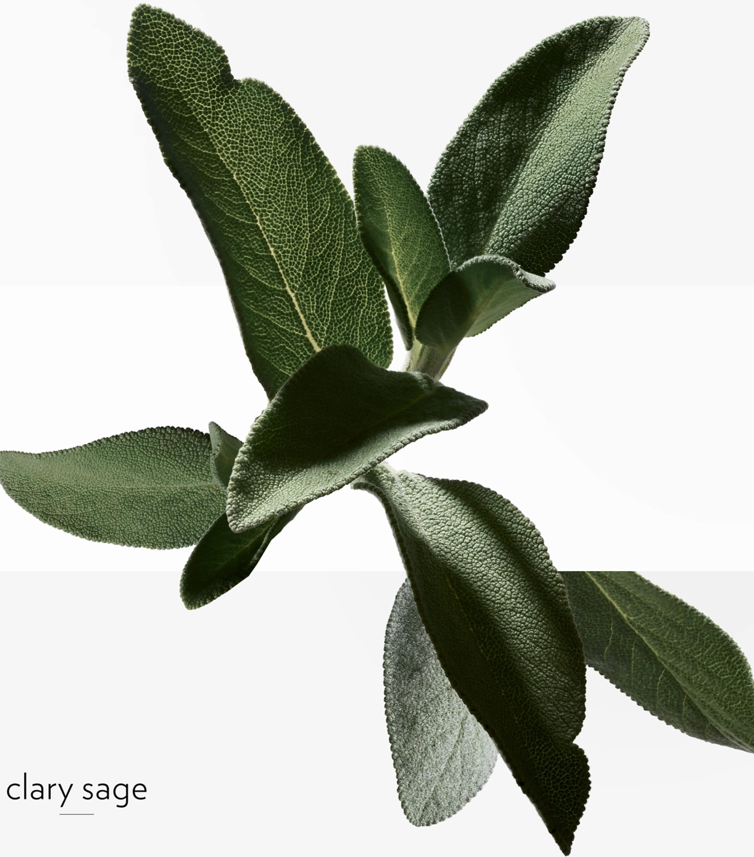 H24 Eau de Toilette (50ml) NO COLOUR Image 5