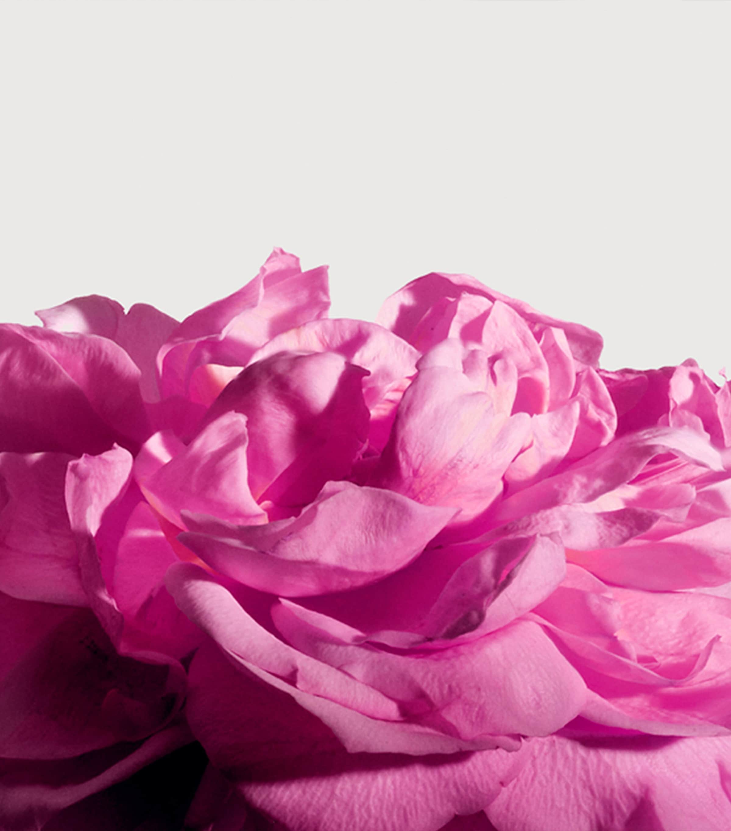 Radical Rose Extrait de Parfum (100ml) NO COLOUR Image 4