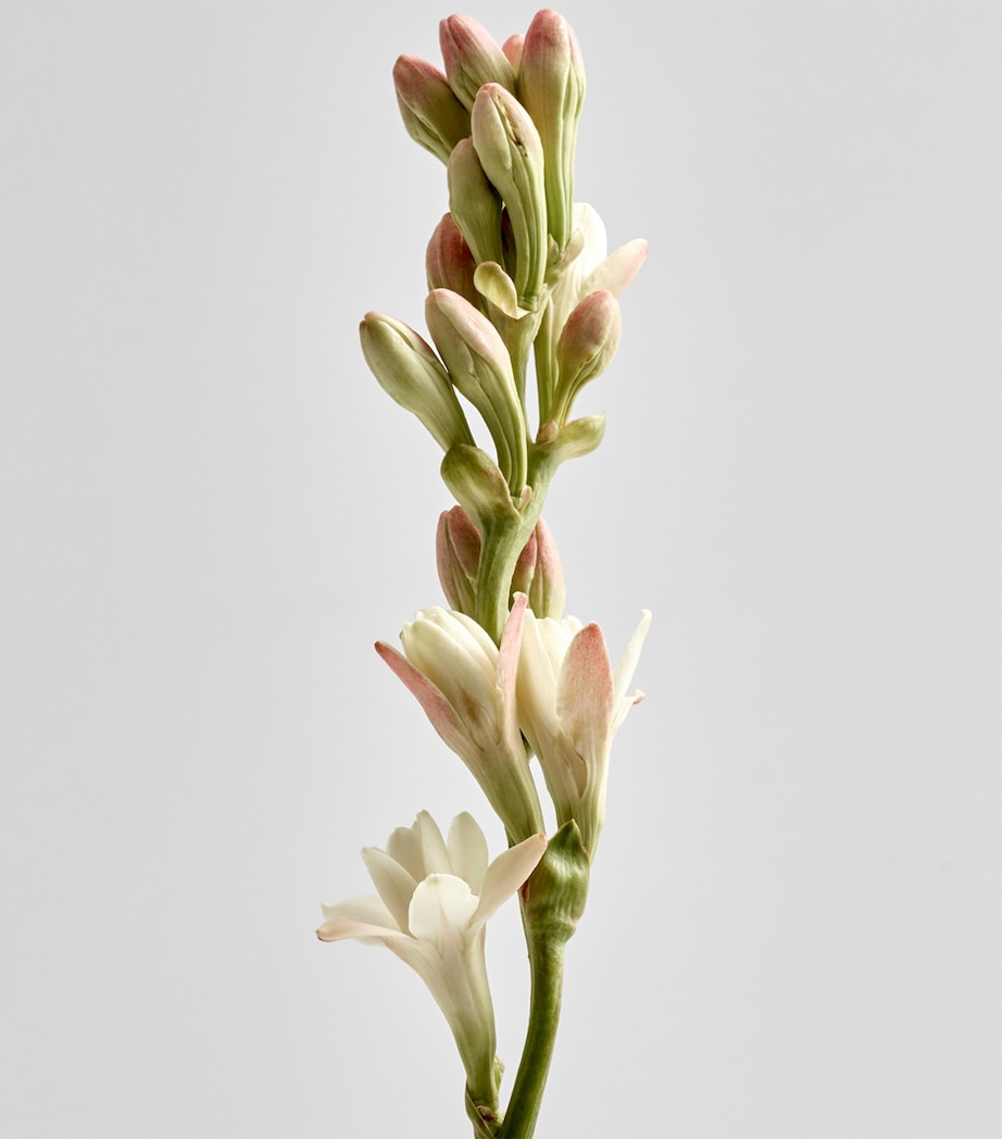 LOEWE Perfumes Tuberose Candle (170g) Image 3