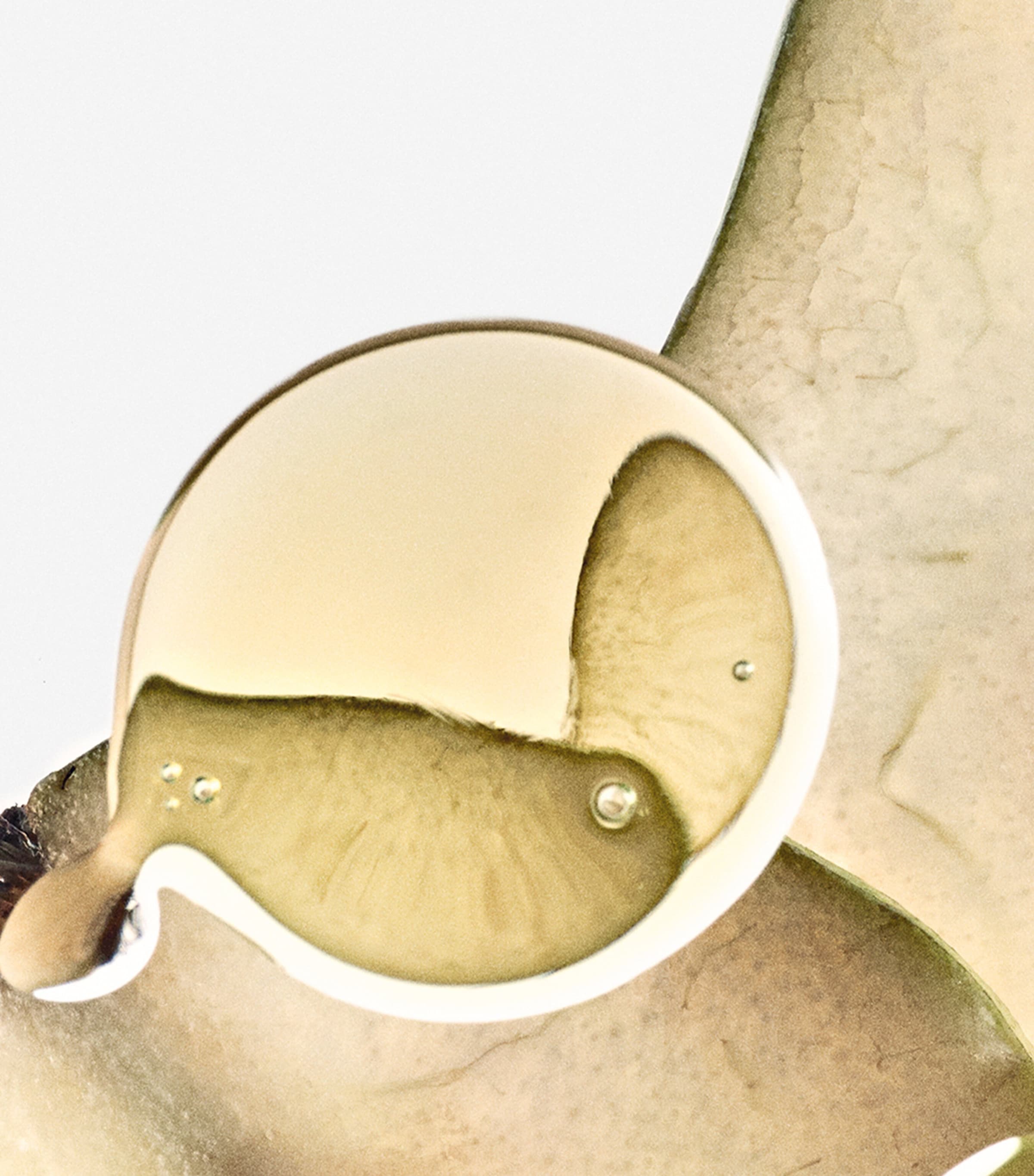 Solo Ella Elixir Eau de Parfum (50ml) NO COLOUR Image 3