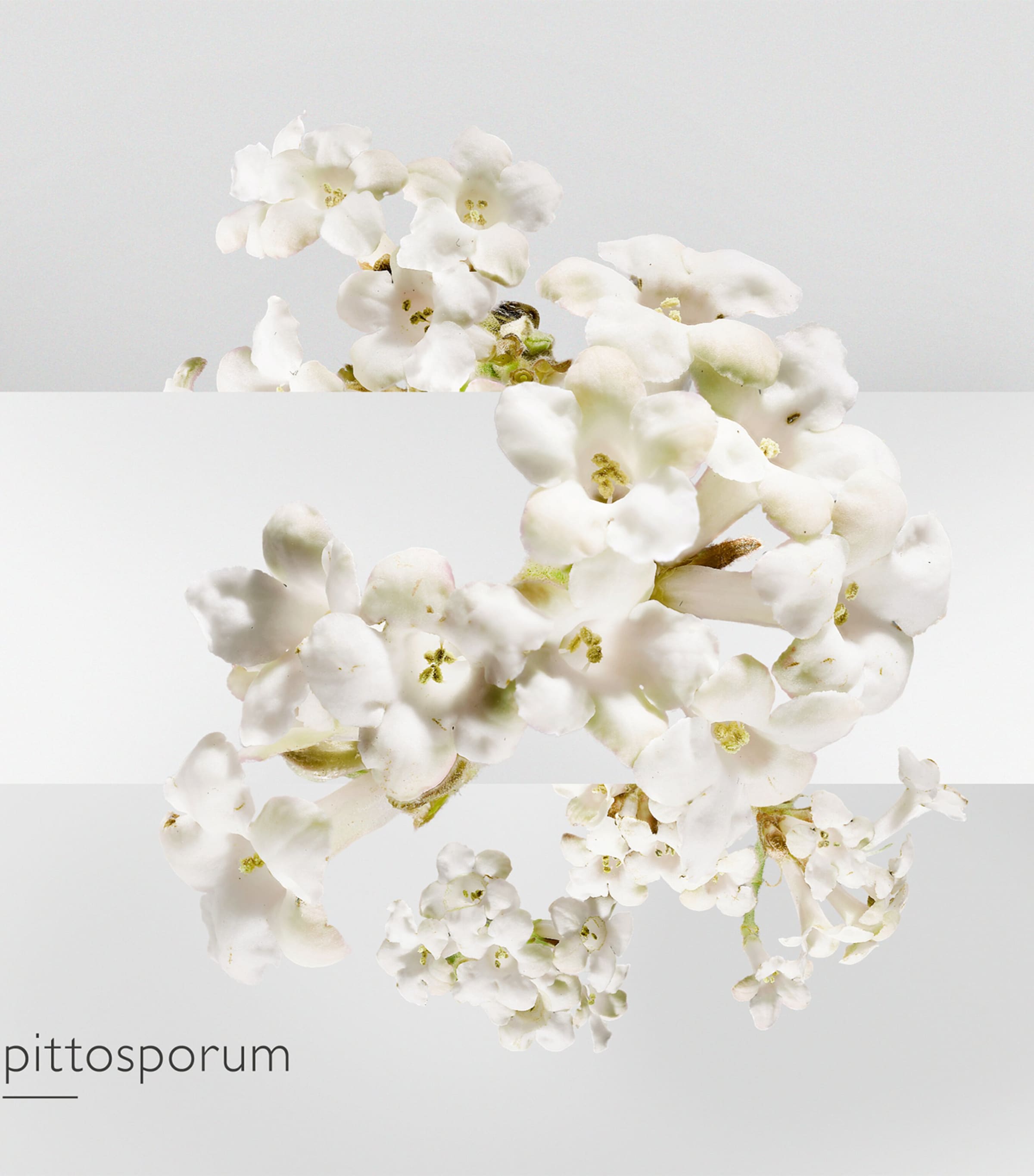 Un Jardin Sur La Lagune Eau de Toilette (50Ml) NO COLOUR Image 3