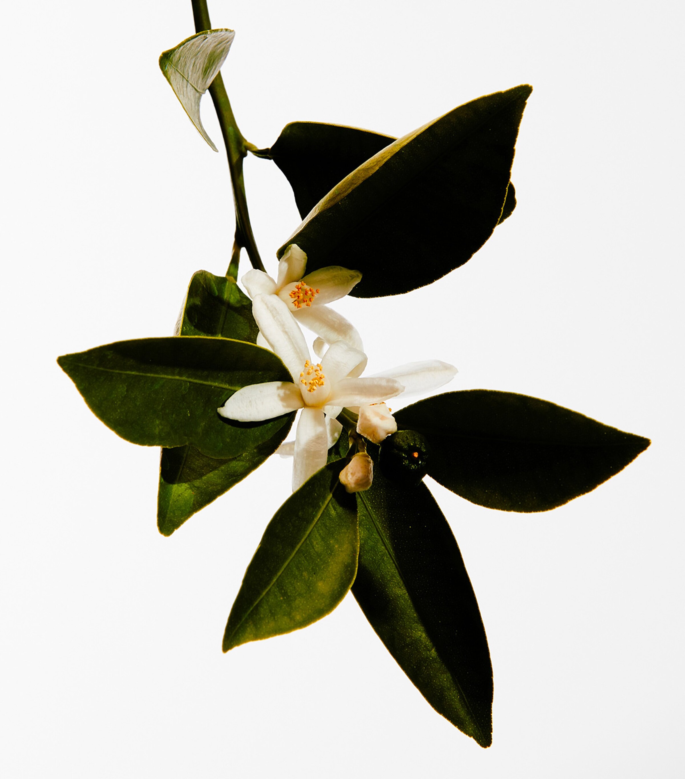 Un Paseo por Madrid Casa de Campo Eau de Parfum (100ml) NO COLOUR Image 3