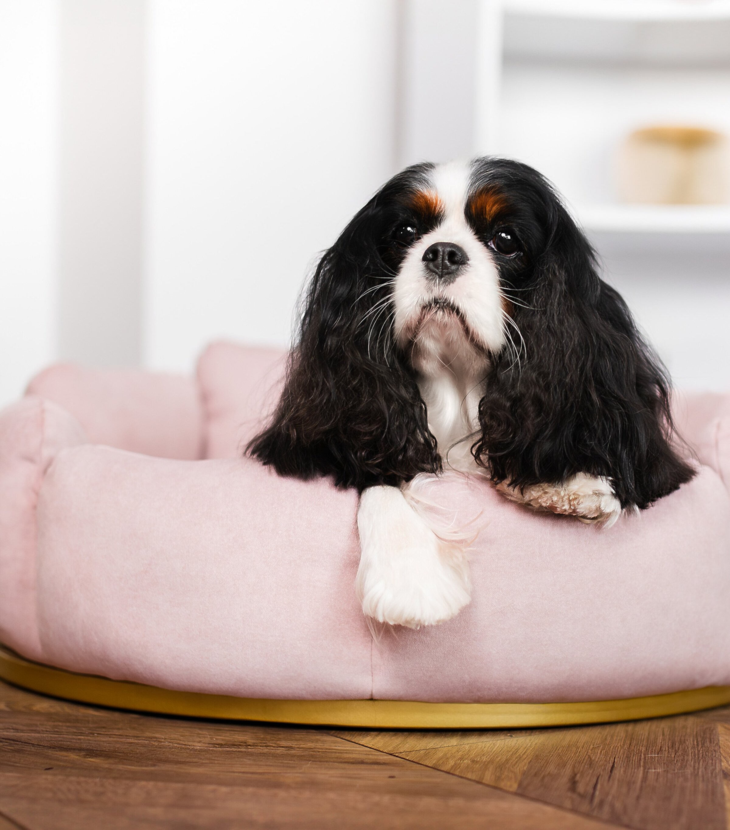 Looty Medium Camelia Dog Sofa Blush Pink+gold Image 5