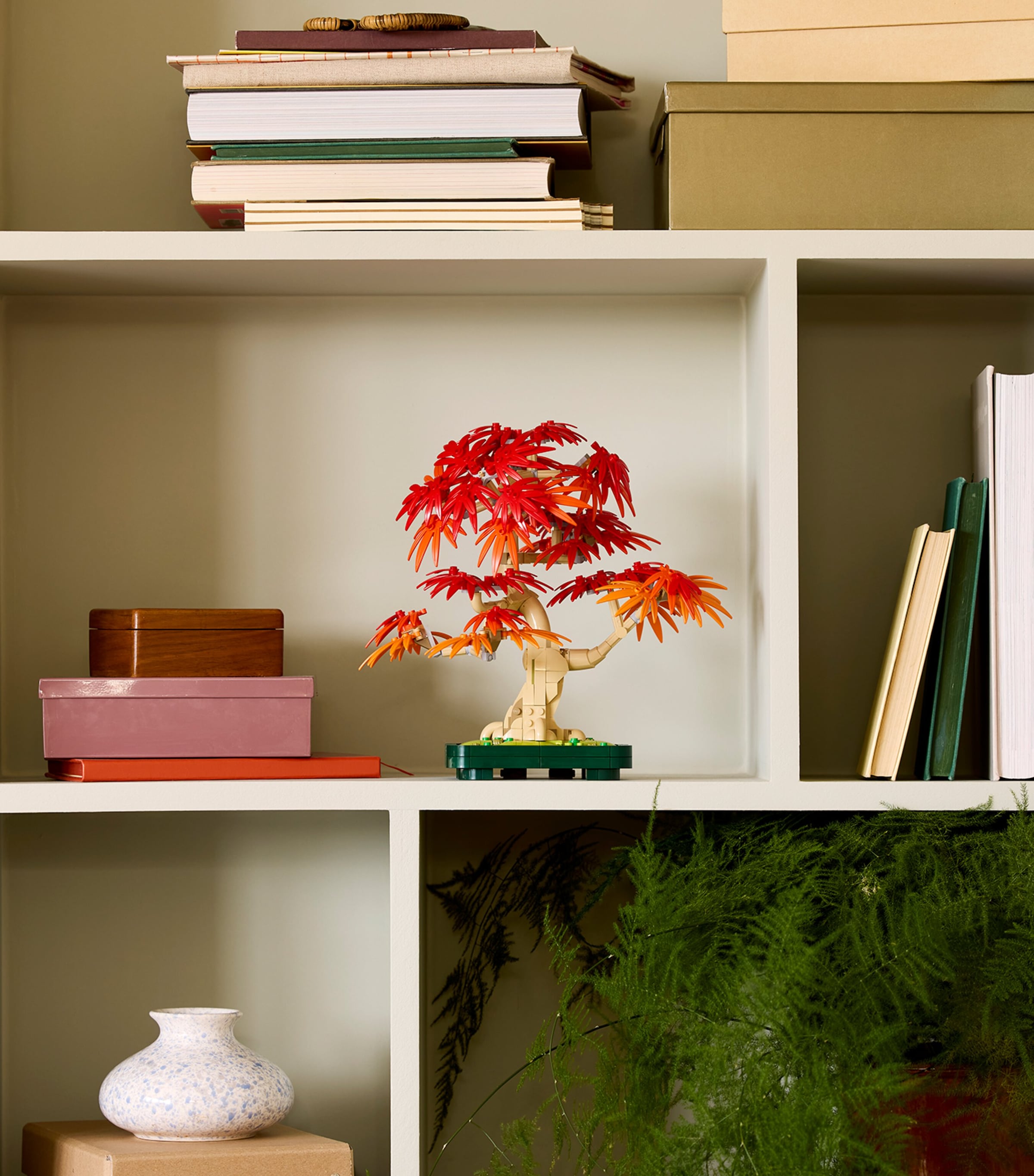 Botanicals Japanese Red Maple Bonsai Tree 10348 MULTI Image 5