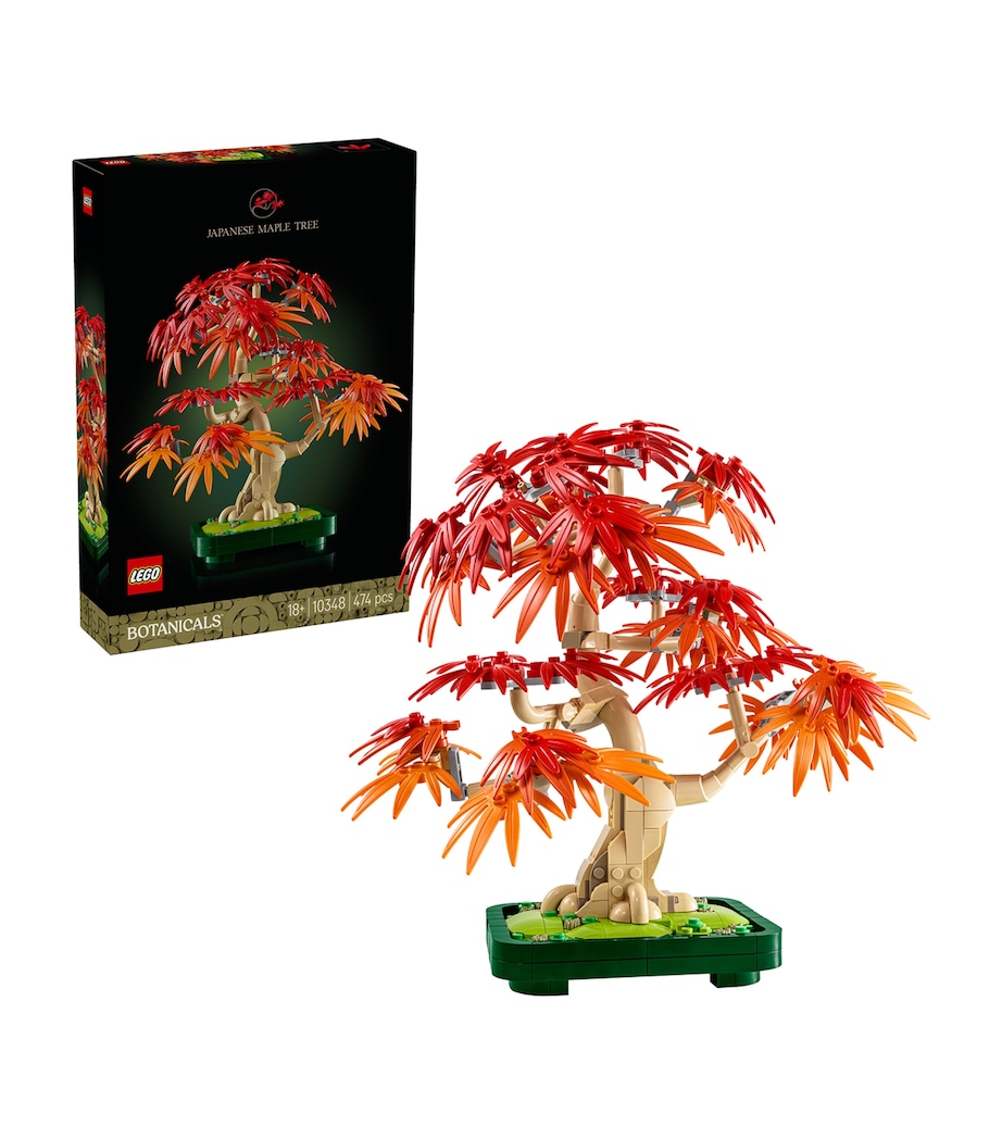 Botanicals Japanese Red Maple Bonsai Tree 10348 MULTI Image 2