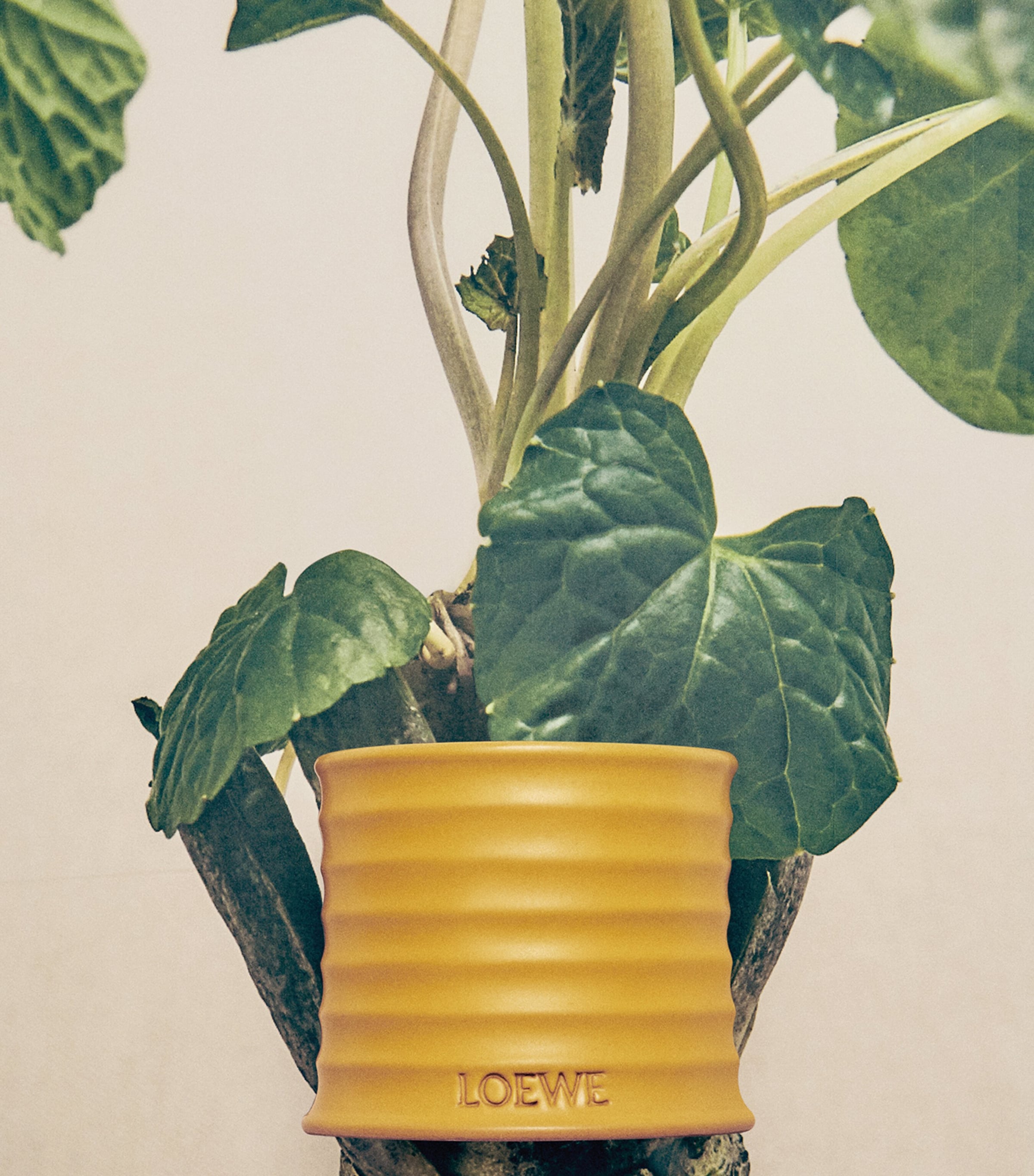 LOEWE Small Wasabi Candle (170g) | Harrods US