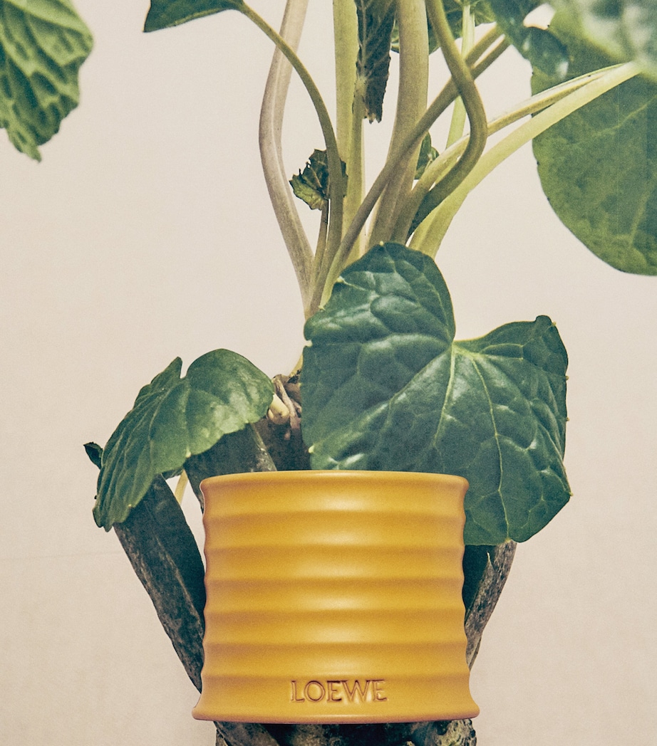 LOEWE Perfumes Small Wasabi Candle (170g) Image 4