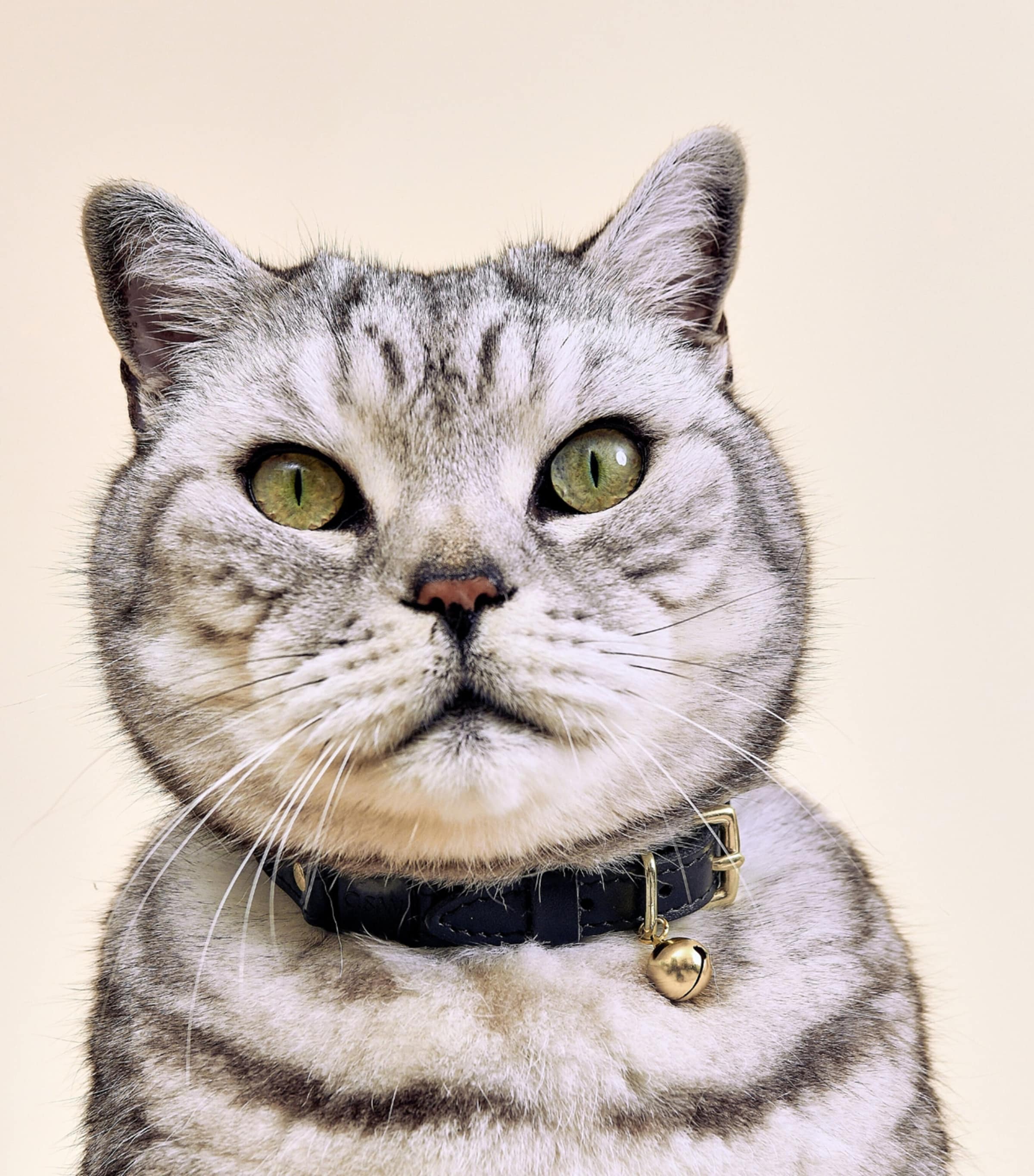 Medium Leather Wonderland Cat Collar BLACK Image 3