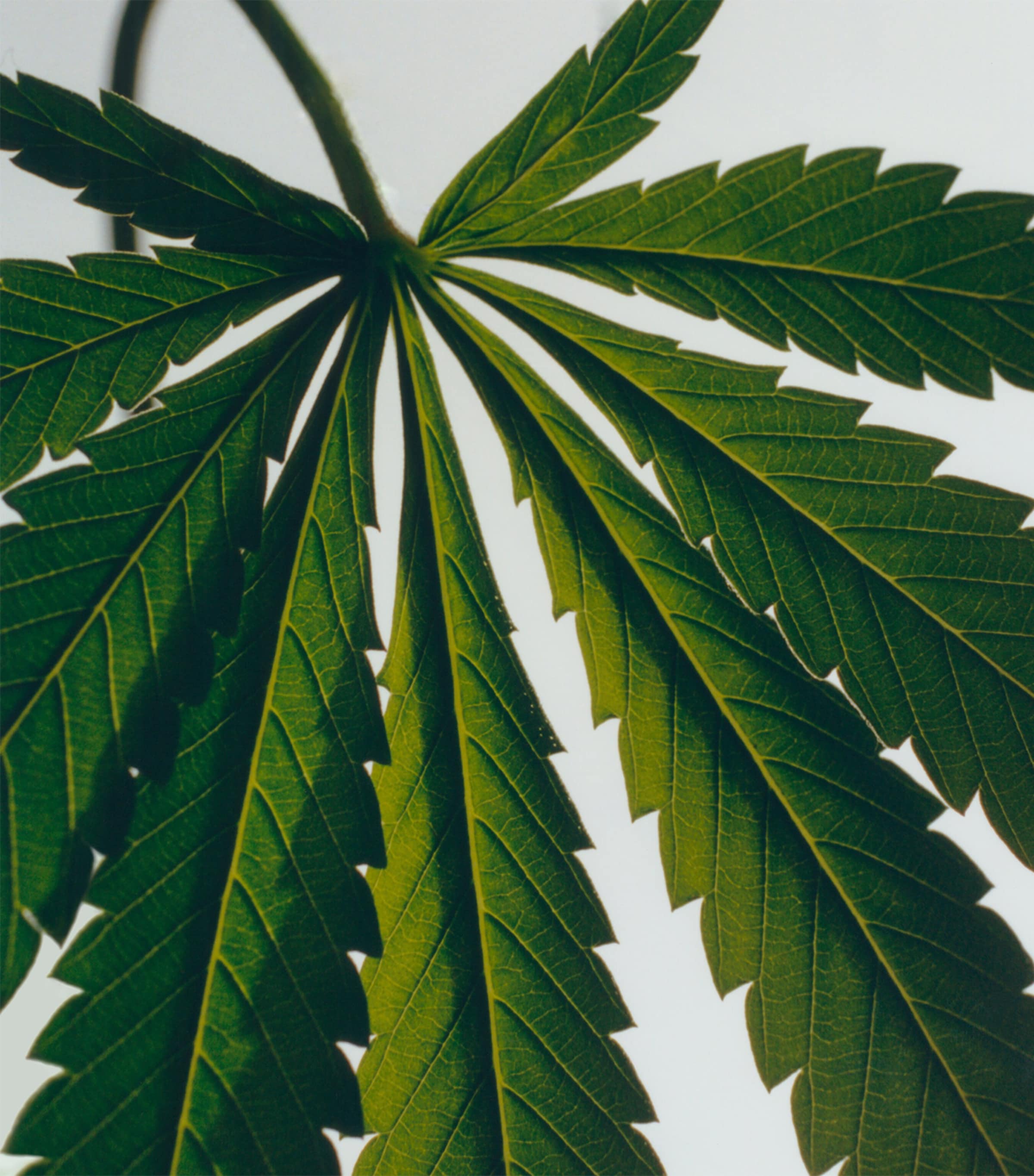 Marihuana Candle (610g) NO COLOUR Image 3