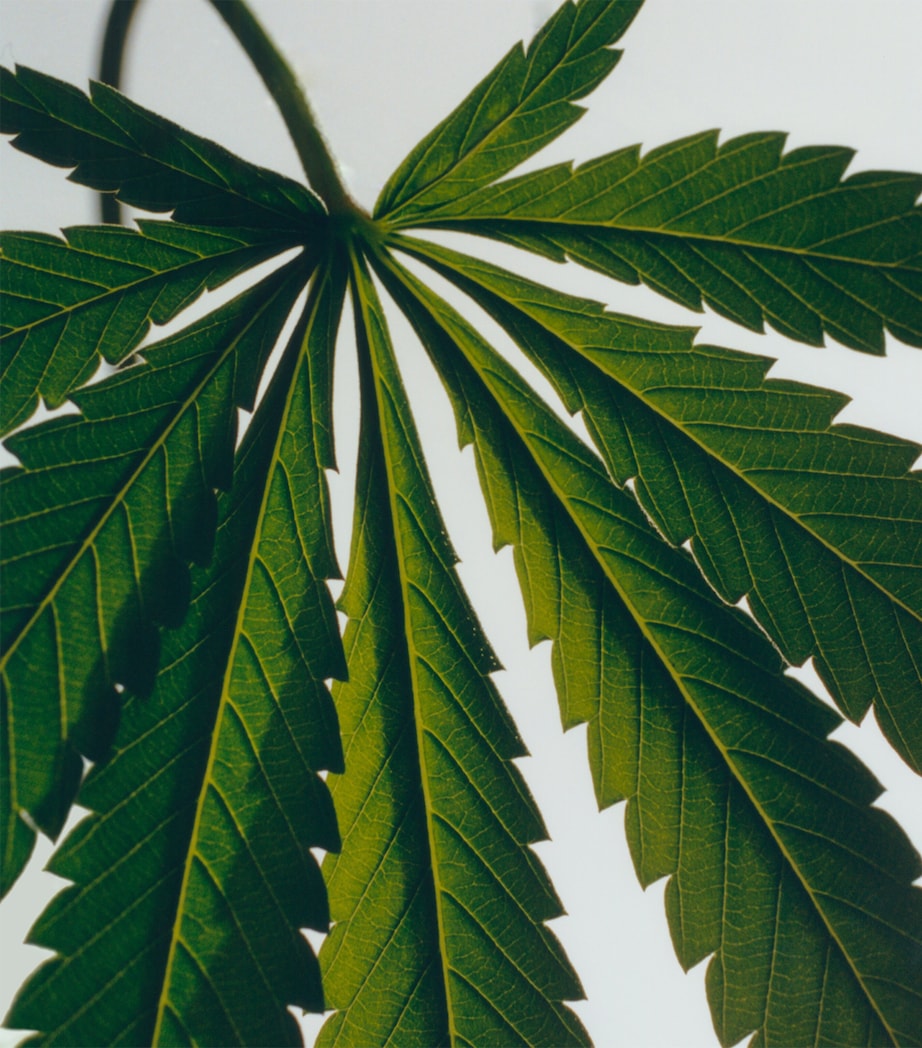 Marihuana Candle (610g) NO COLOUR Image 3