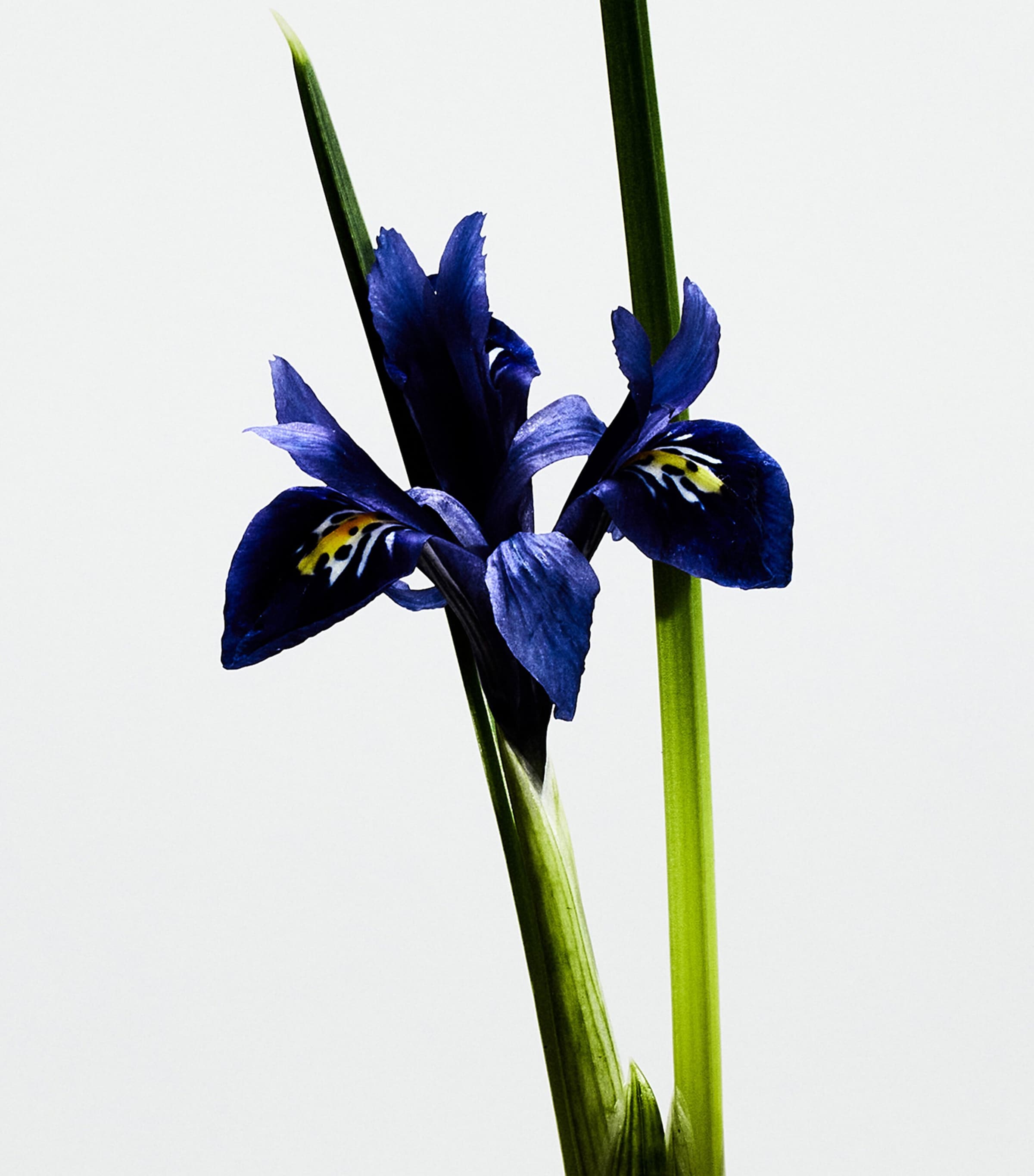 Un Paseo Por Madrid Bella Cibeles Eau de Parfum (150ml) NO COLOUR Image 3