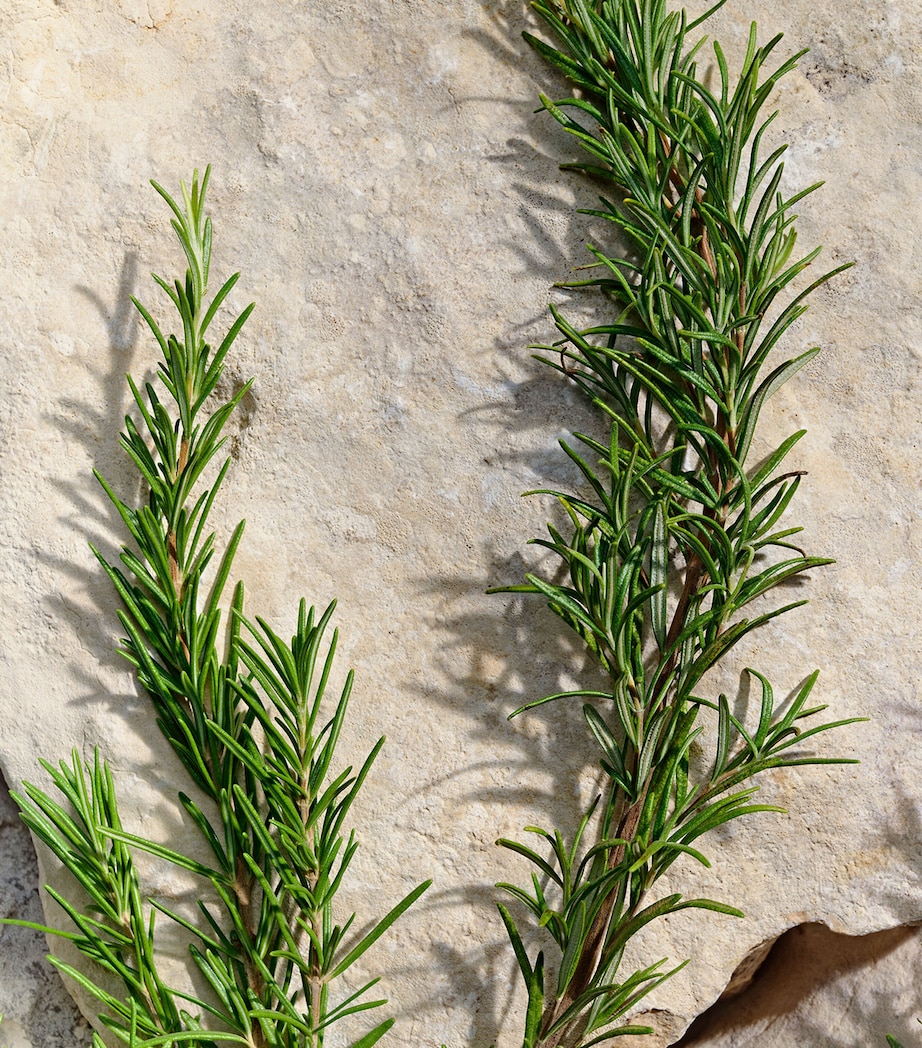 Light Blue Pour Homme Eau de Toilette (100ml) NO COLOUR Image 6