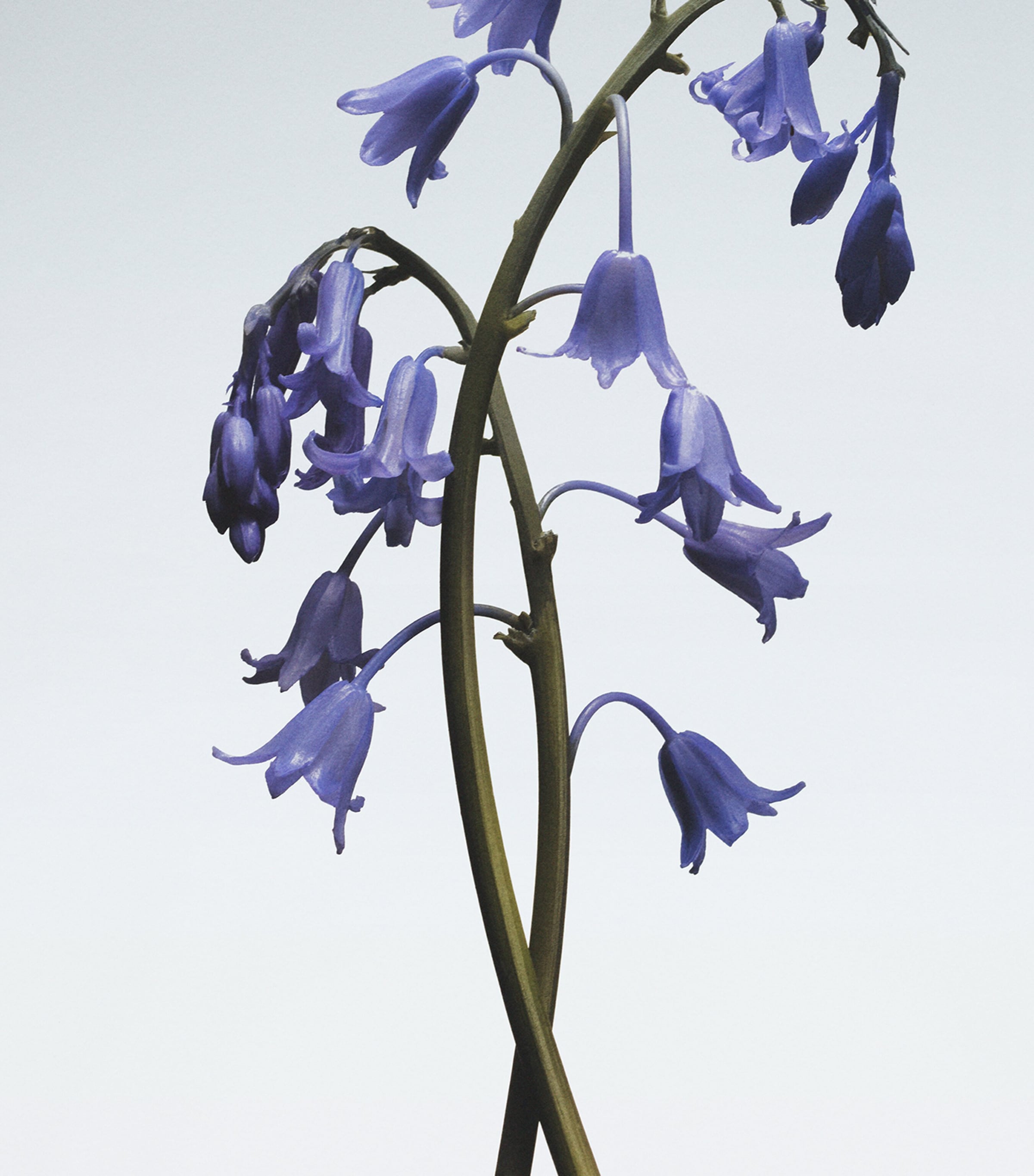 Wild Bluebell Body Crème (50ml) NO COLOUR Image 3