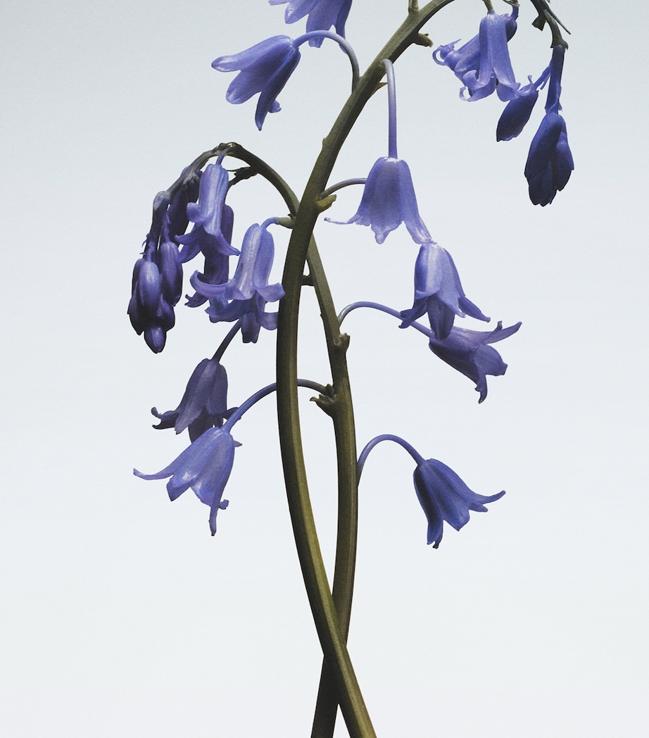 Wild Bluebell Body Crème (50ml) NO COLOUR Image 3