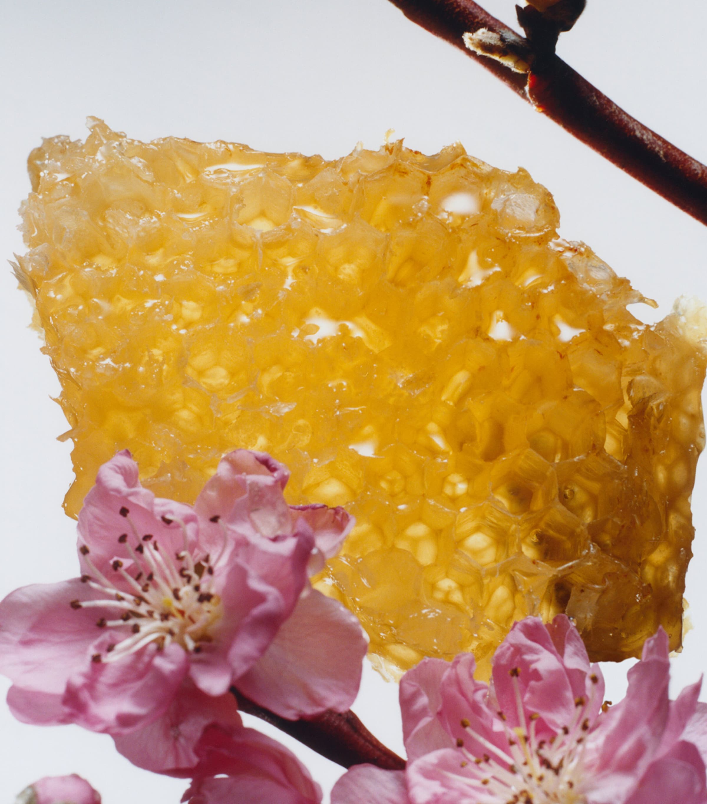 Jo Malone London Nectarine Blossom & Honey Cologne Image 3
