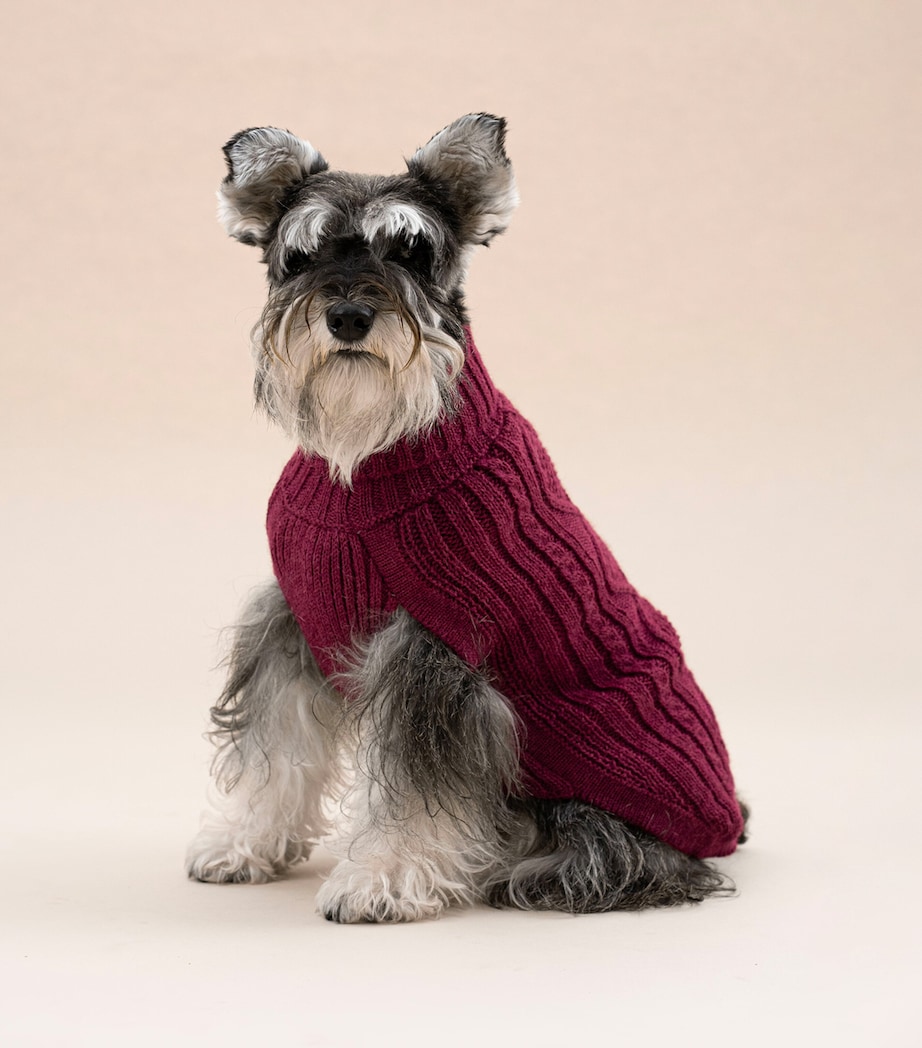 ALQO WASI Alpaca-Blend Aran Knit Dog Sweater (Large) Red Wine Image 2
