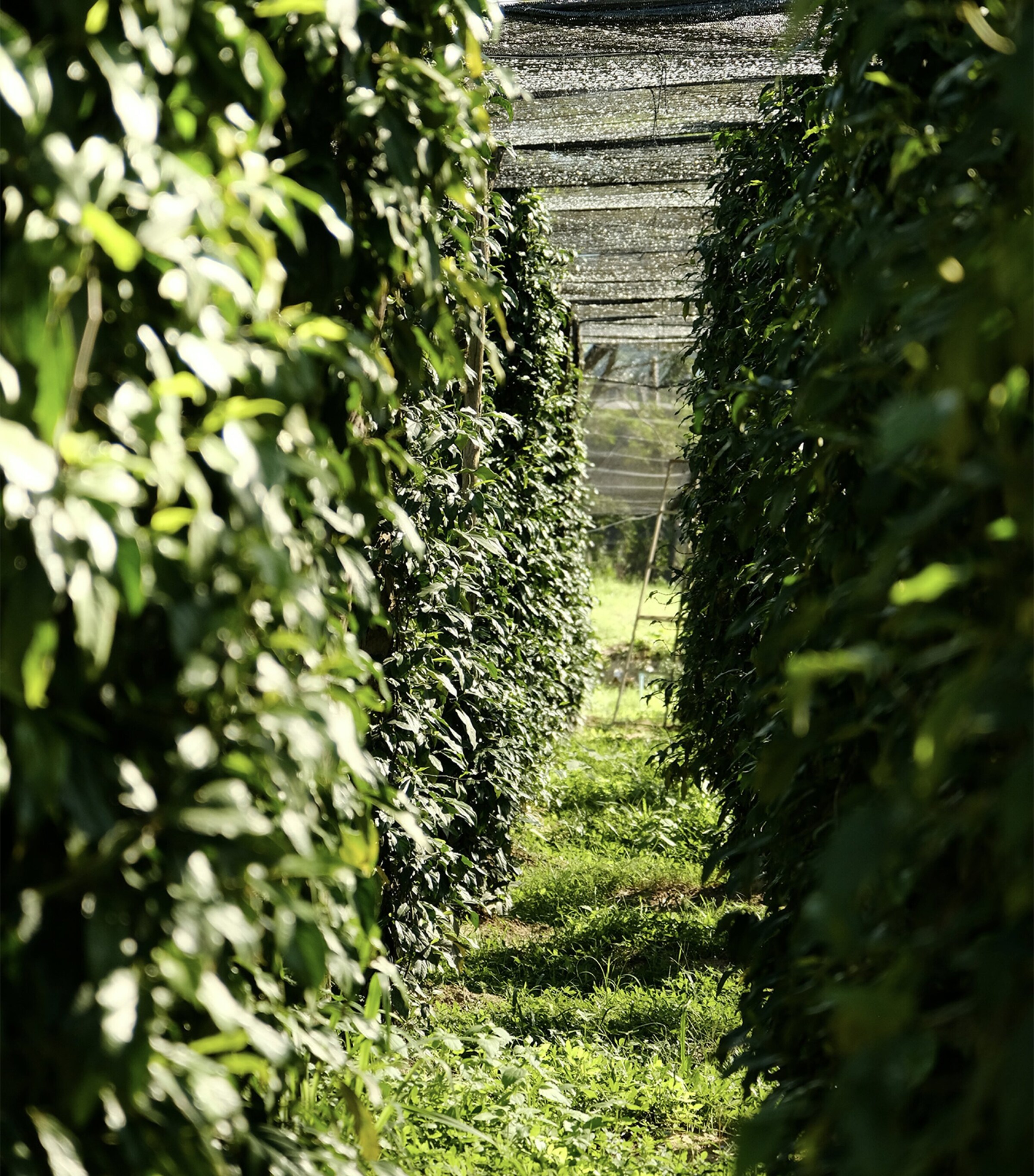 Salted Fresh Kampot Pepper (100g) NO COLOUR Image 2