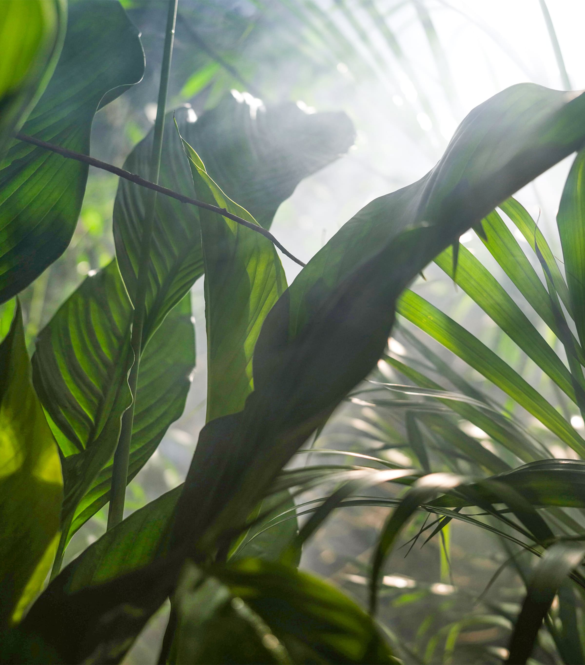 Vétiver Fauve Eau de Parfum (200ml) NO COLOUR Image 6