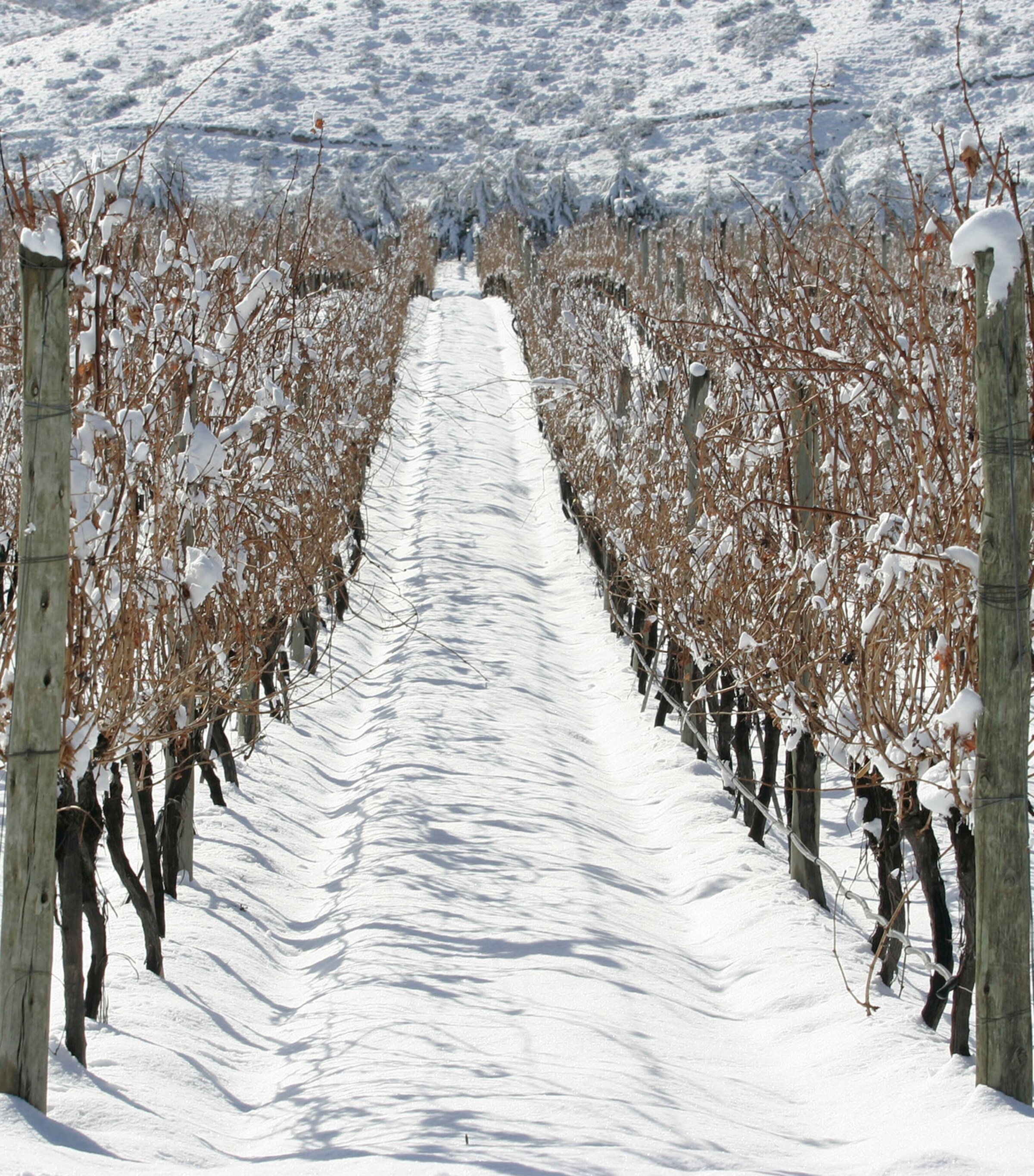 Mundus Bacillus Terra Malbec (2021) - Mendoza, Argentina NO COLOUR Image 5