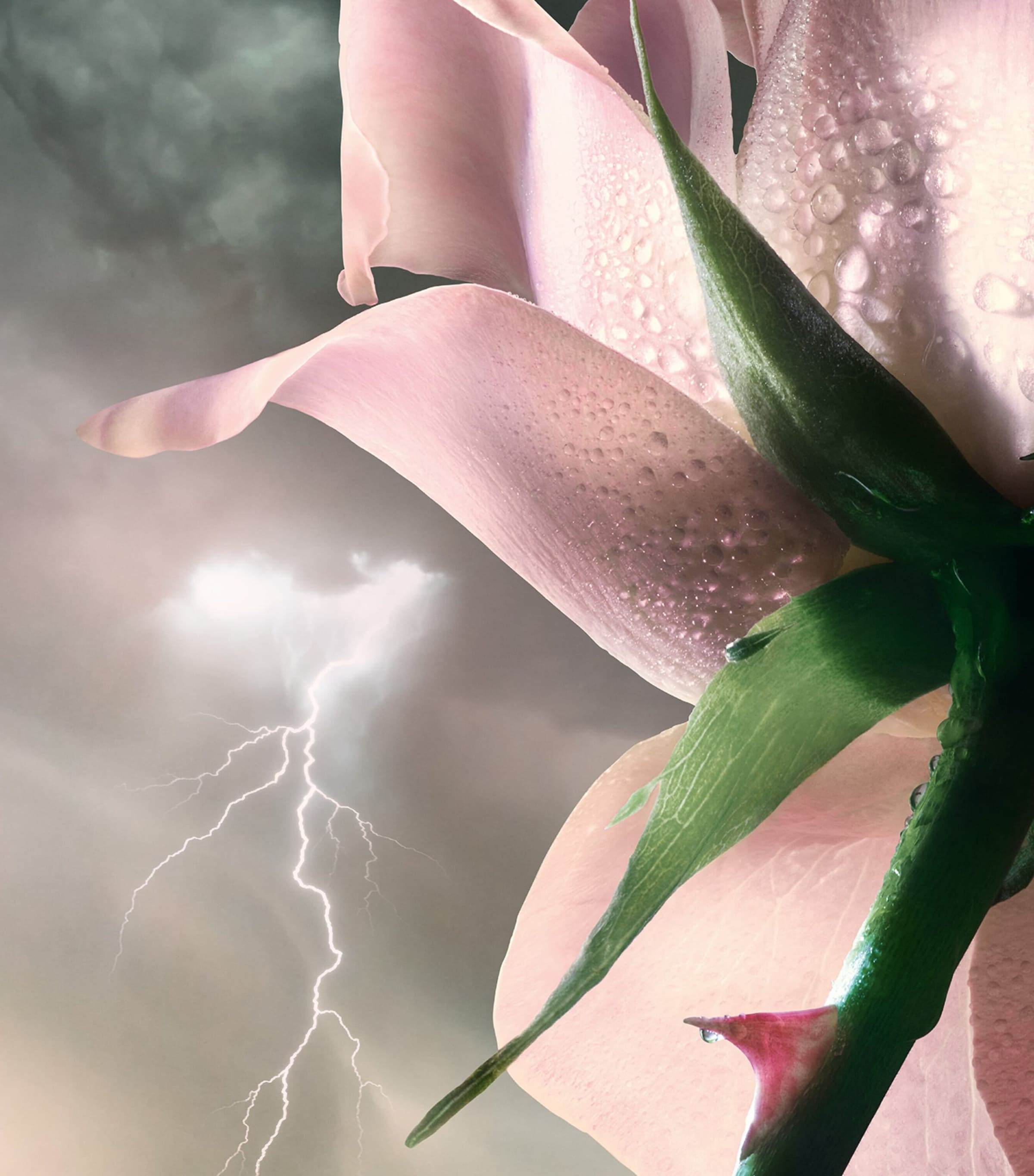 Storm & Roses Eau de Parfum - Absolue Les Parfums - Lancôme