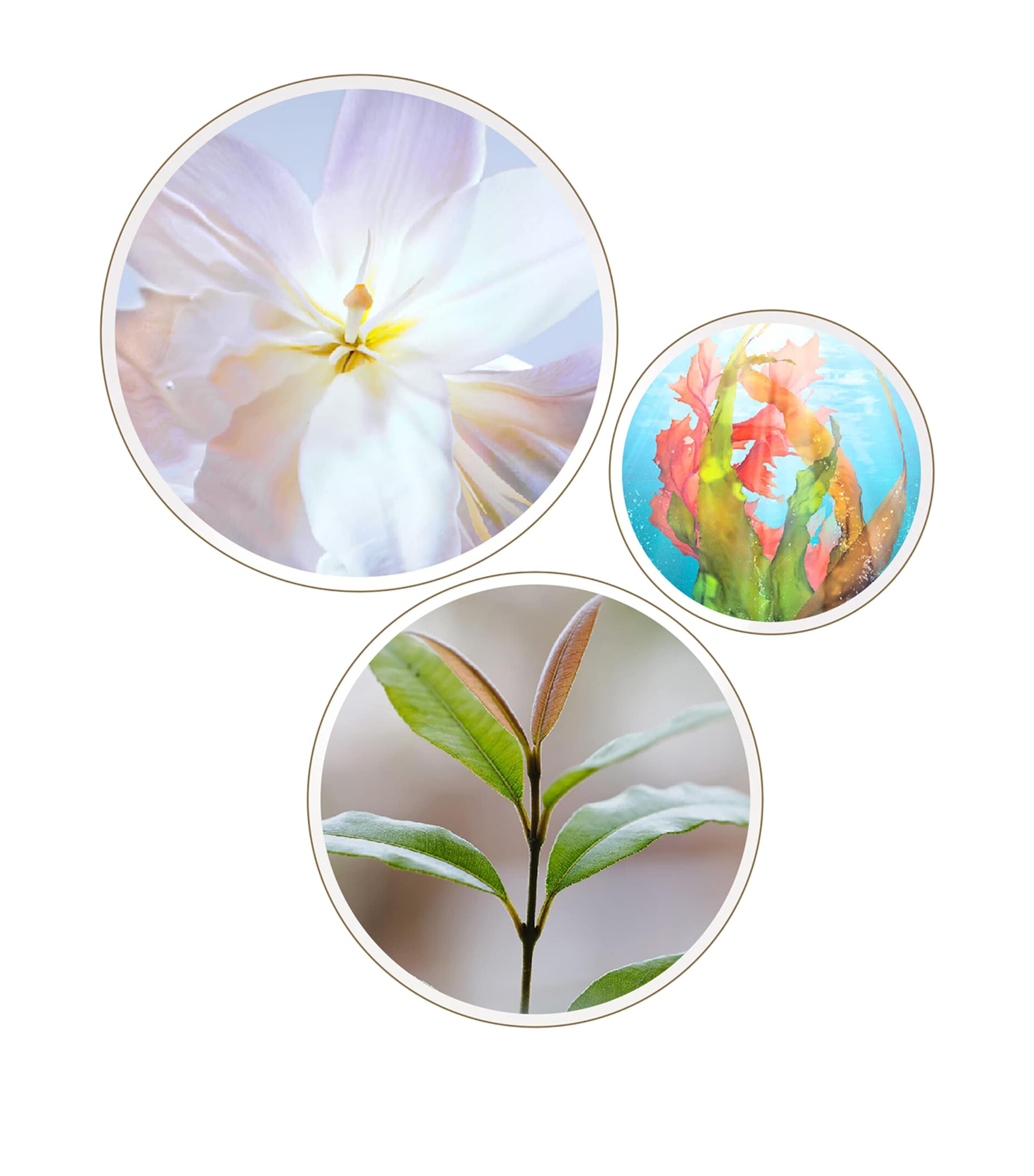 The Serum (50ml) NO COLOUR Image 5