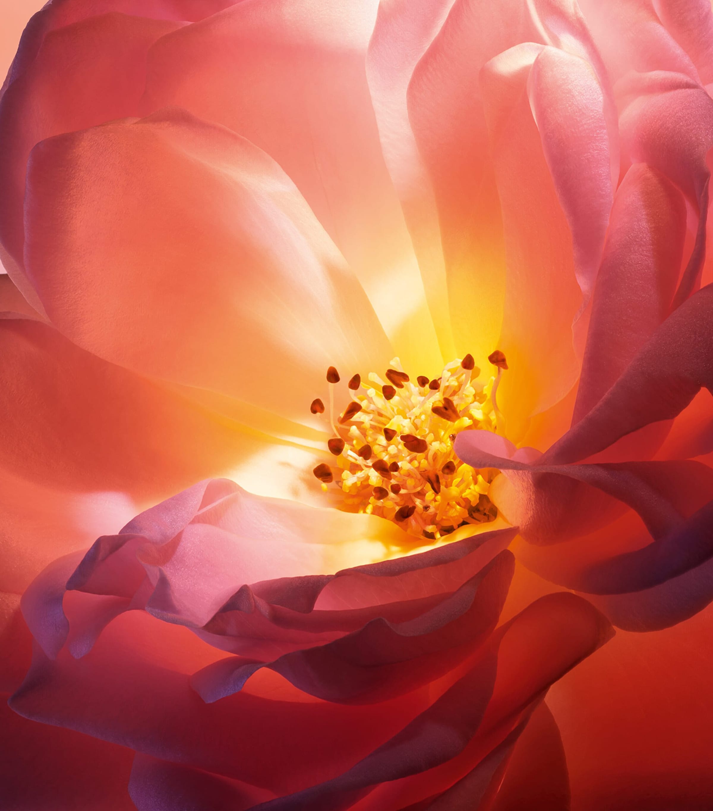 Absolue Hot As Rose Eau de Parfum (100ml) NO COLOUR Image 6