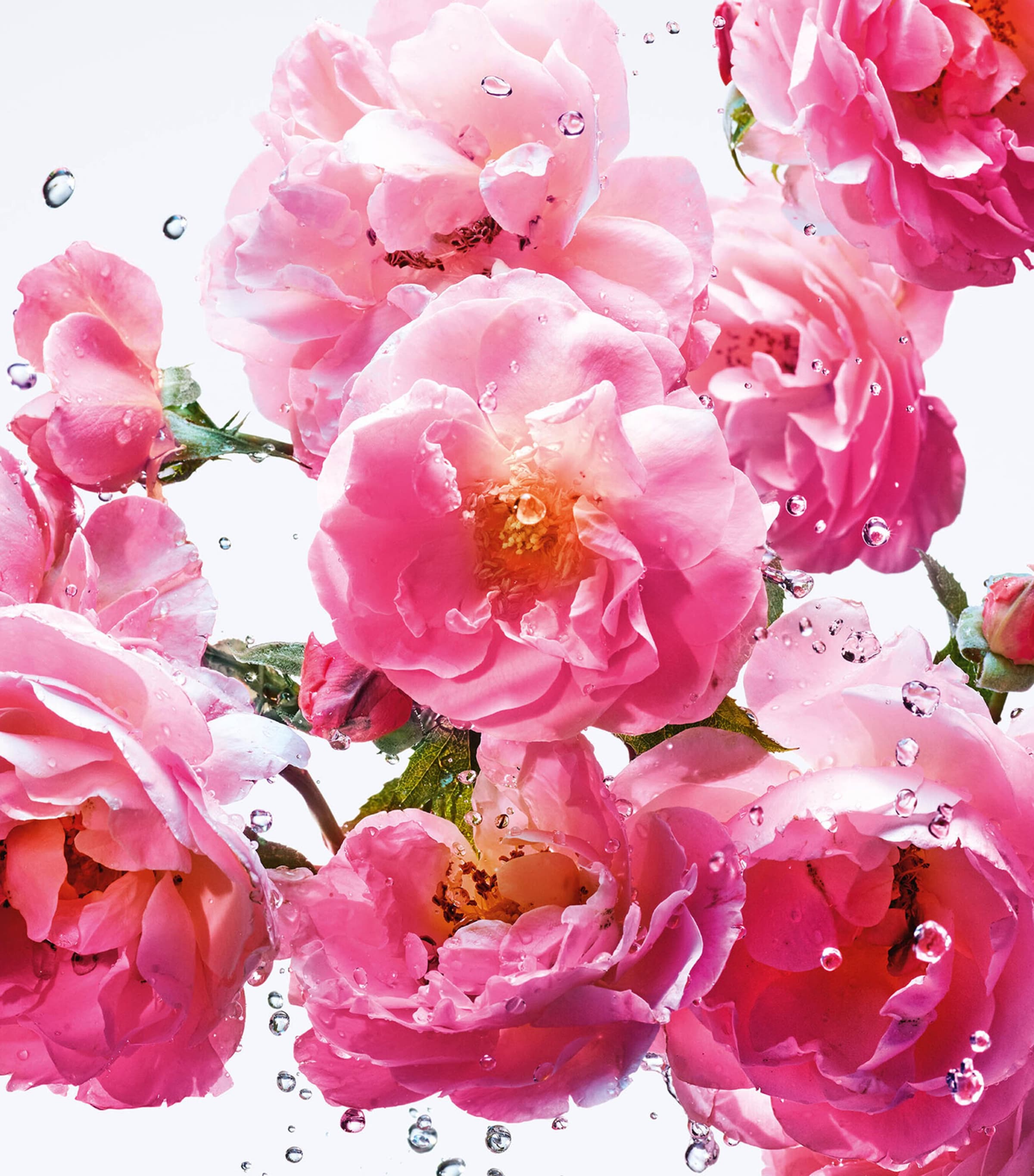 Miss Dior Rose N’Roses Eau de Toilette Roller Pearl (20ml) NO COLOUR Image 3