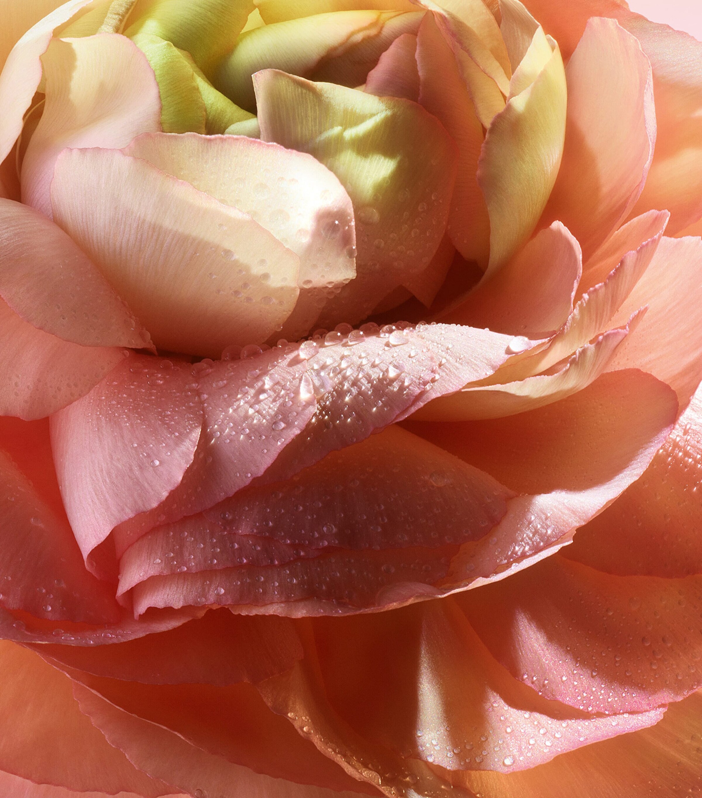 Absolue 1001 Roses Eau de Parfum (100ml) NO COLOUR Image 7