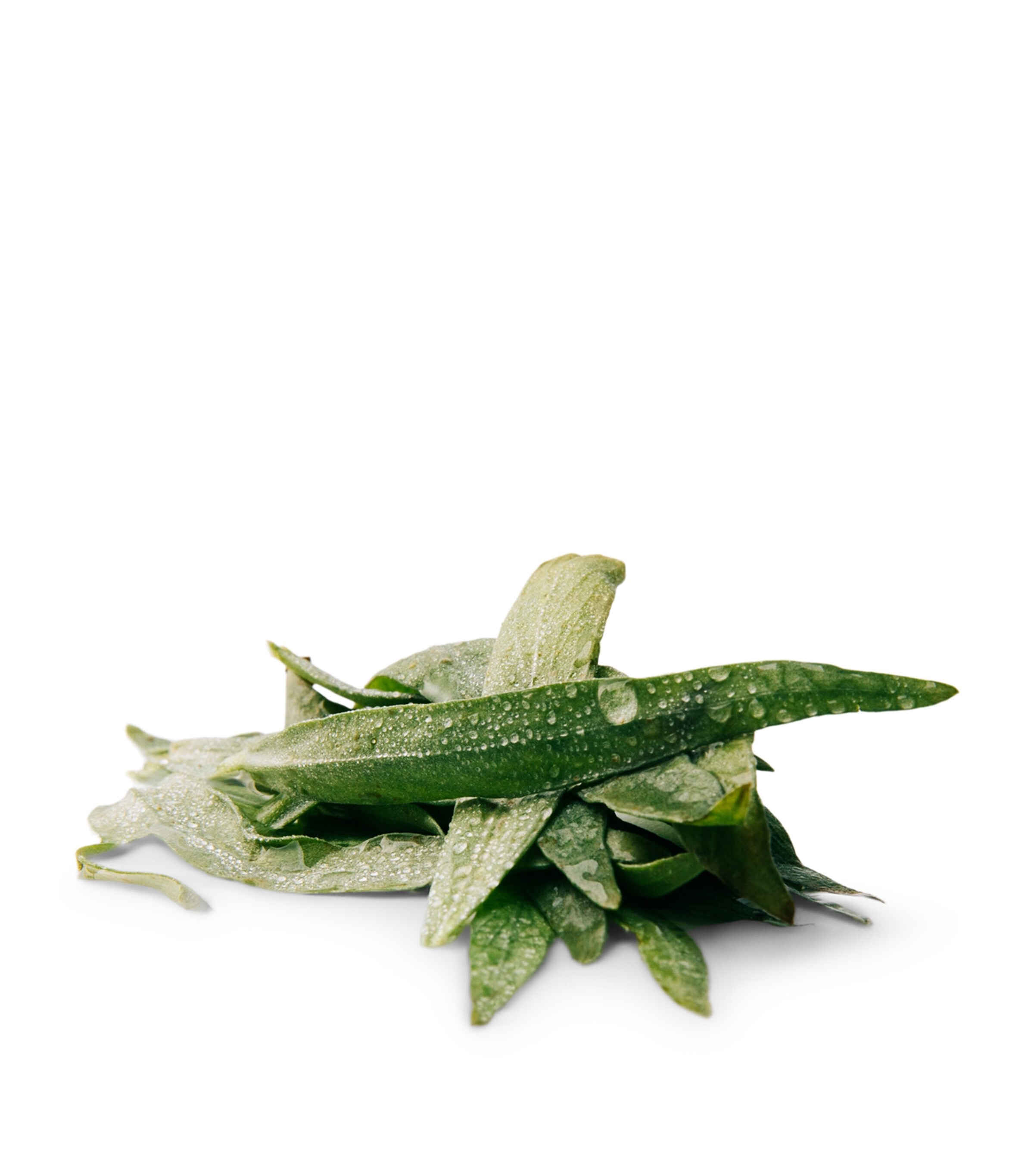 Essencia Eau de Parfum (150ml) NO COLOUR Image 3