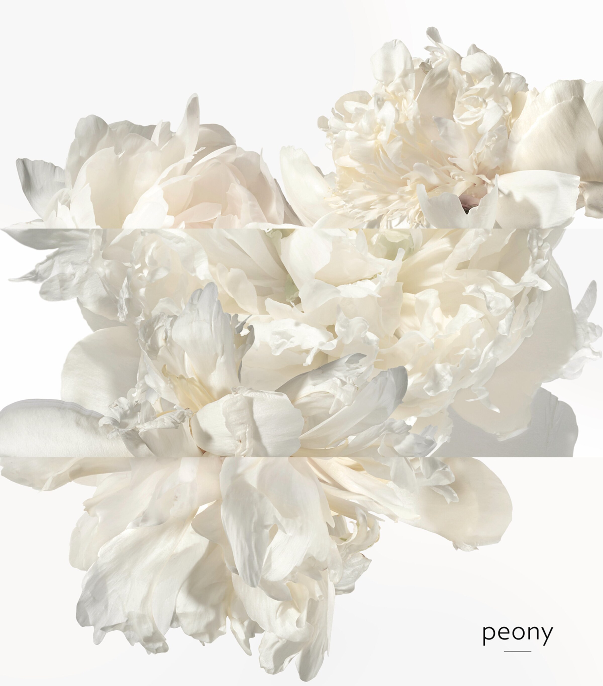 Twilly D'Hermès Ginger Eau de Parfum (85Ml) NO COLOUR Image 5