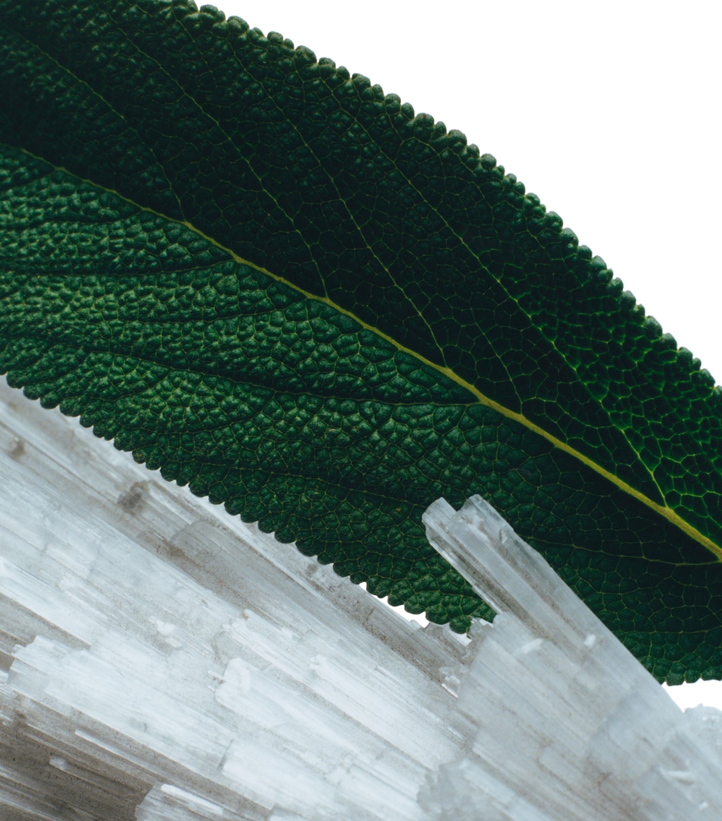 Wood Sage and Sea Salt Body Crème (50ml) NO COLOUR Image 3