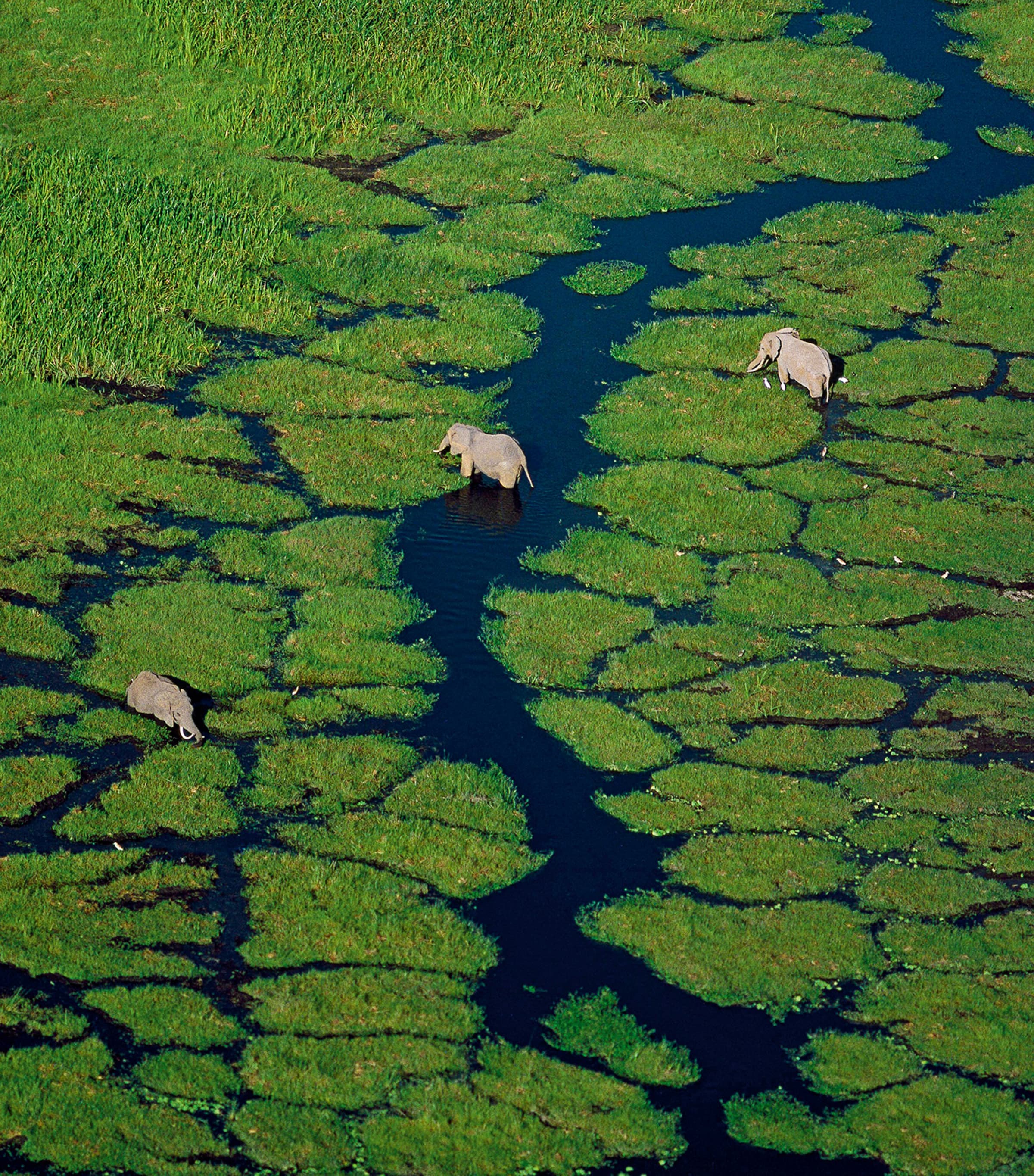 Aqua Allegoria Rosa Verde Eau de Toilette (200ml) - Refill NO COLOUR Image 4